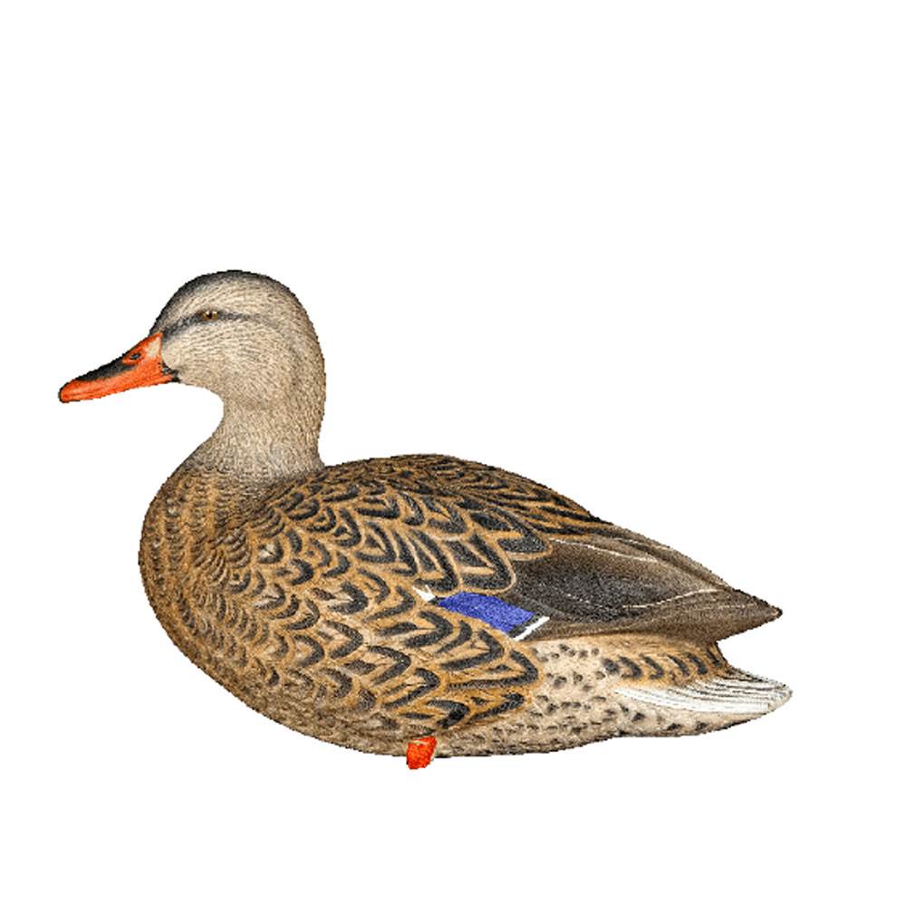 Avian X Top Flight Full Body Mallard Duck Hunting Floater Decoys, Green (6 Pack)