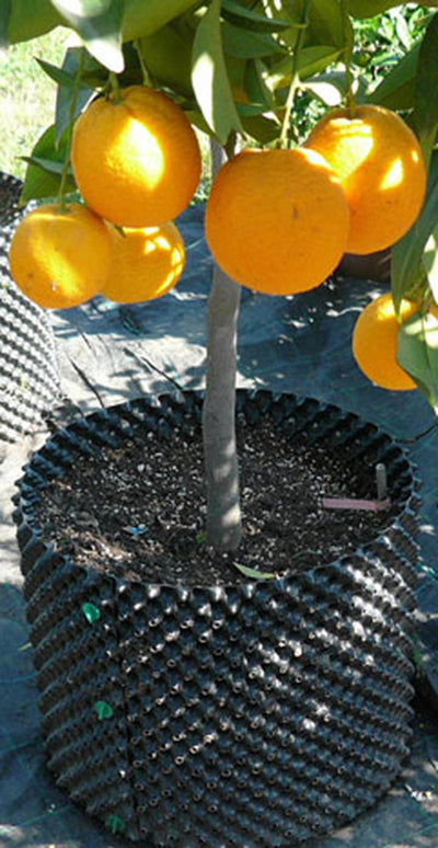 Superoots Air-Pot 0.3 Gallon (6) and 1 Gallon (2) Garden Propagation Containers