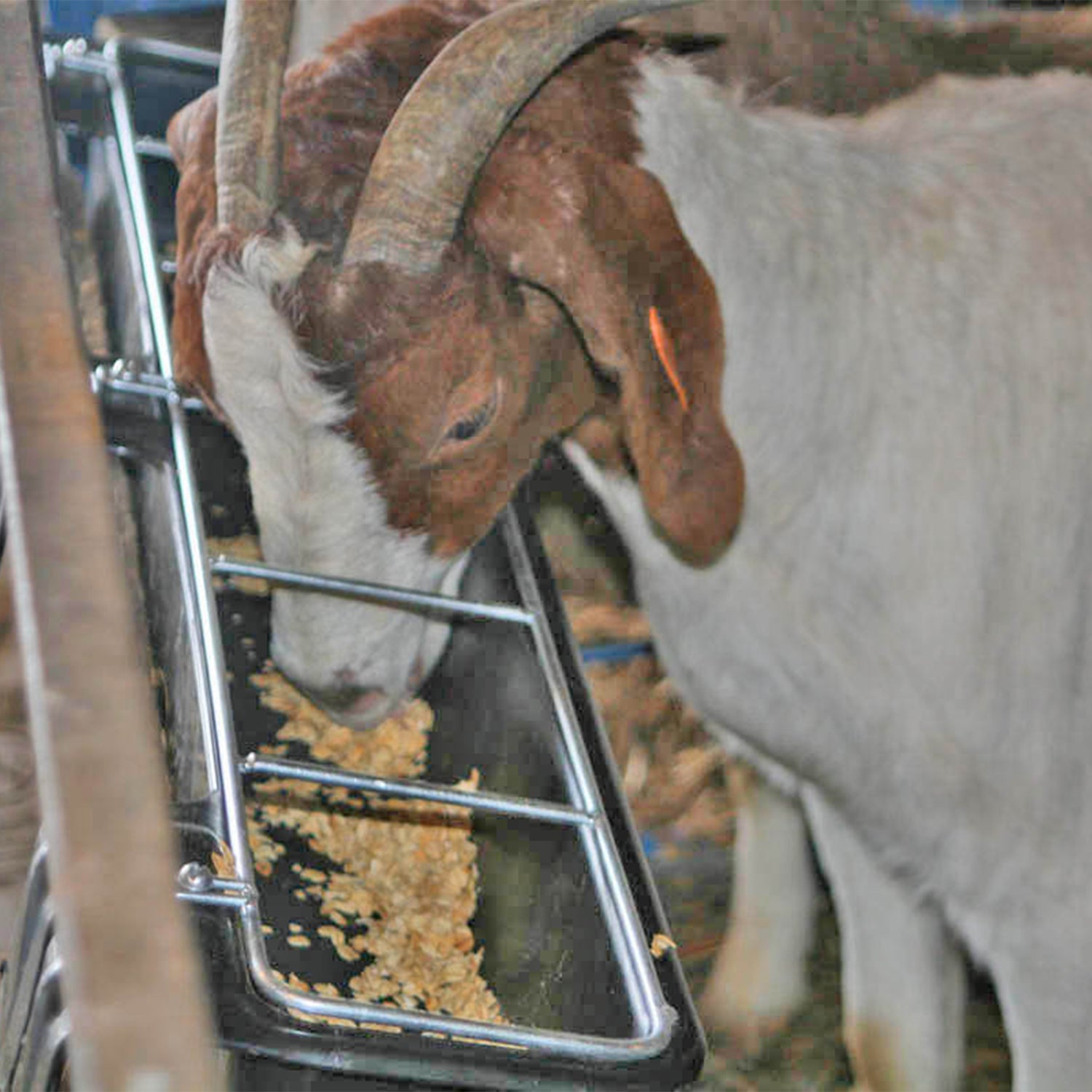 Little Giant Hook Over Goat Trough Heavy Duty Steel 9 Quart Feeder (Open Box) - VMInnovations