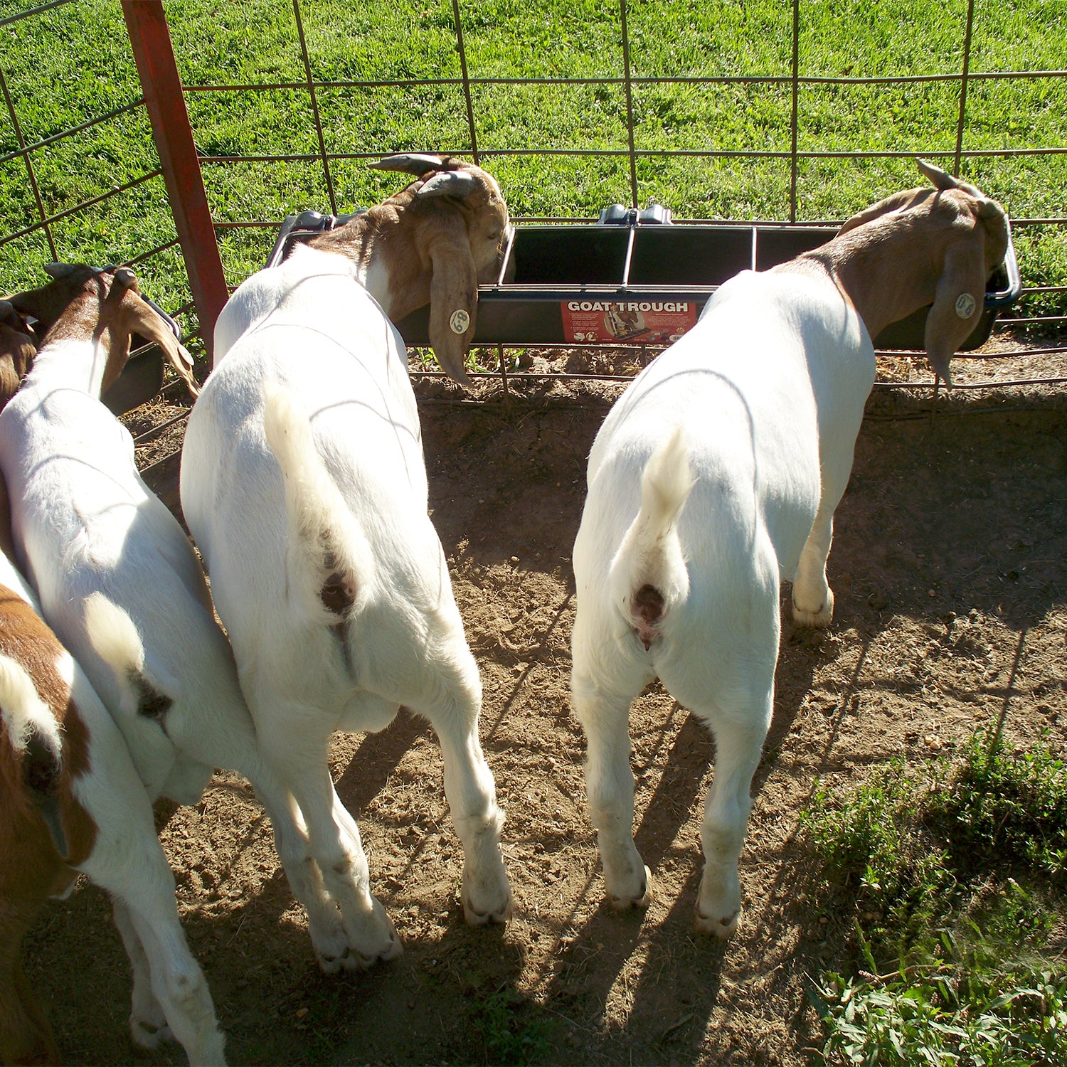 Little Giant Hook Over Goat Trough Heavy Duty Steel 9 Quart Feeder (Open Box) - VMInnovations