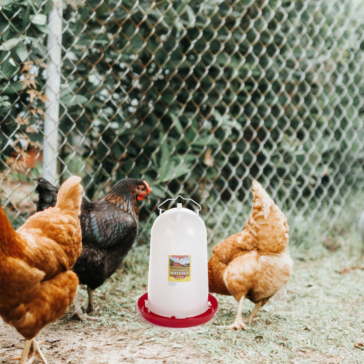 Little Giant 3-Gallon Heavy-Duty Plastic Gravity Fed Poultry Waterer (6 Pack)