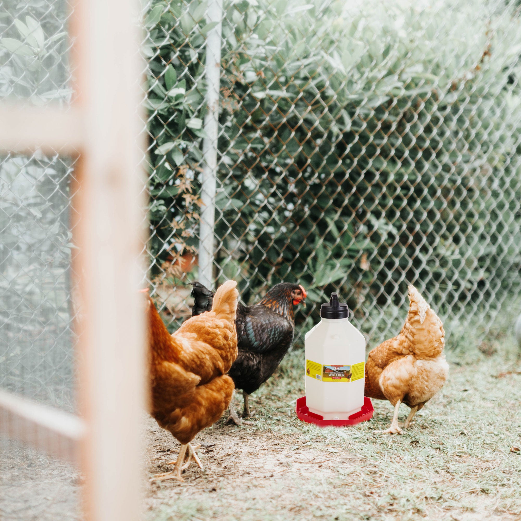 Little Giant PPF7 7 Gallon Capacity Poultry Waterer for Chickens, Red (Open Box) - VMInnovations