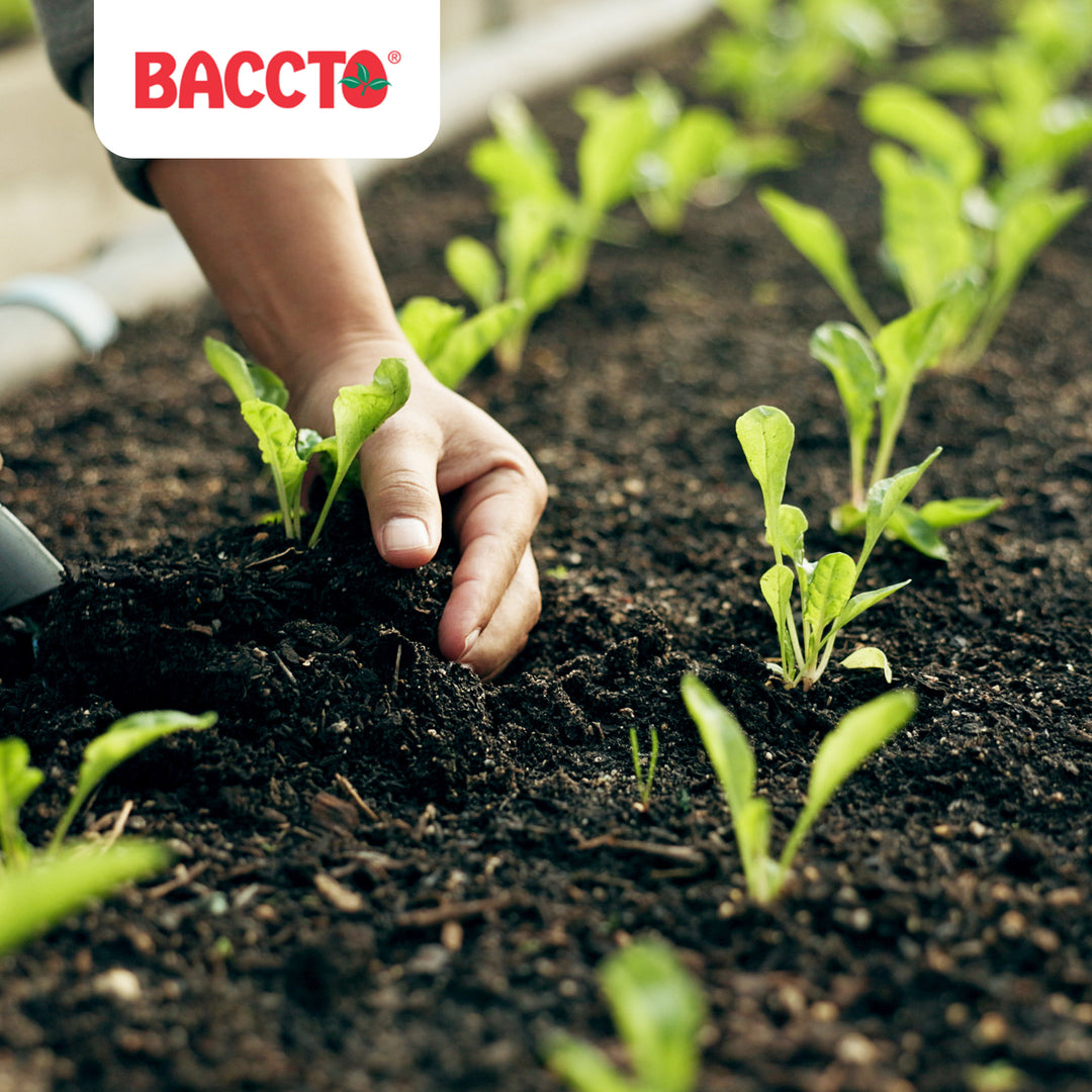 Michigan Peat Baccto Wholly Cow Horticulture Organic & Composted Manure, 40 Qt - VMInnovations