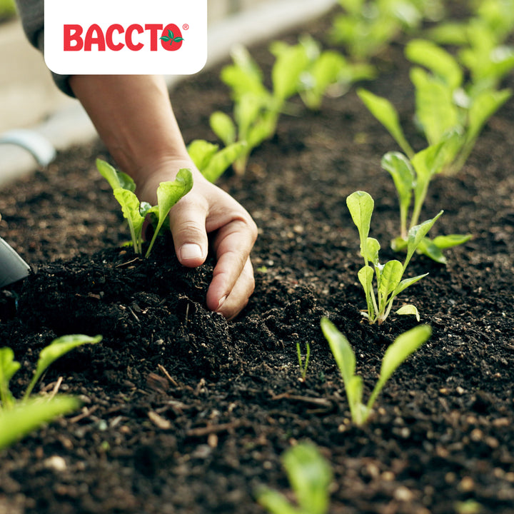 Michigan Peat Baccto Wholly Cow Horticulture Organic & Composted Manure, 40 Qt - VMInnovations