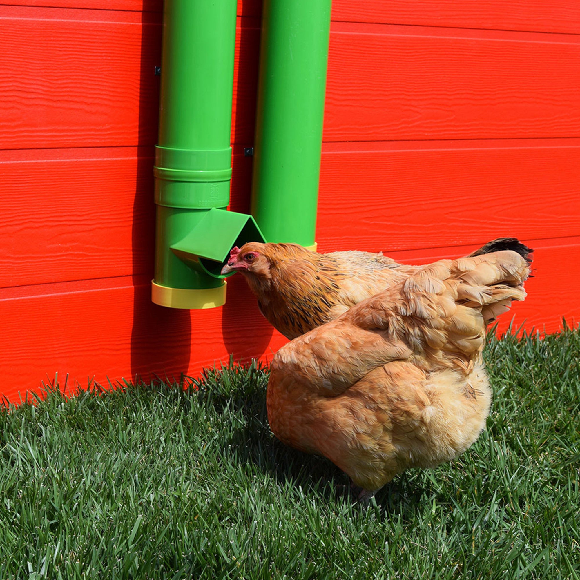 Rugged Ranch High End Hen 2 Gallon Poultry Waterer and Mounting System (2 Pack) - VMInnovations