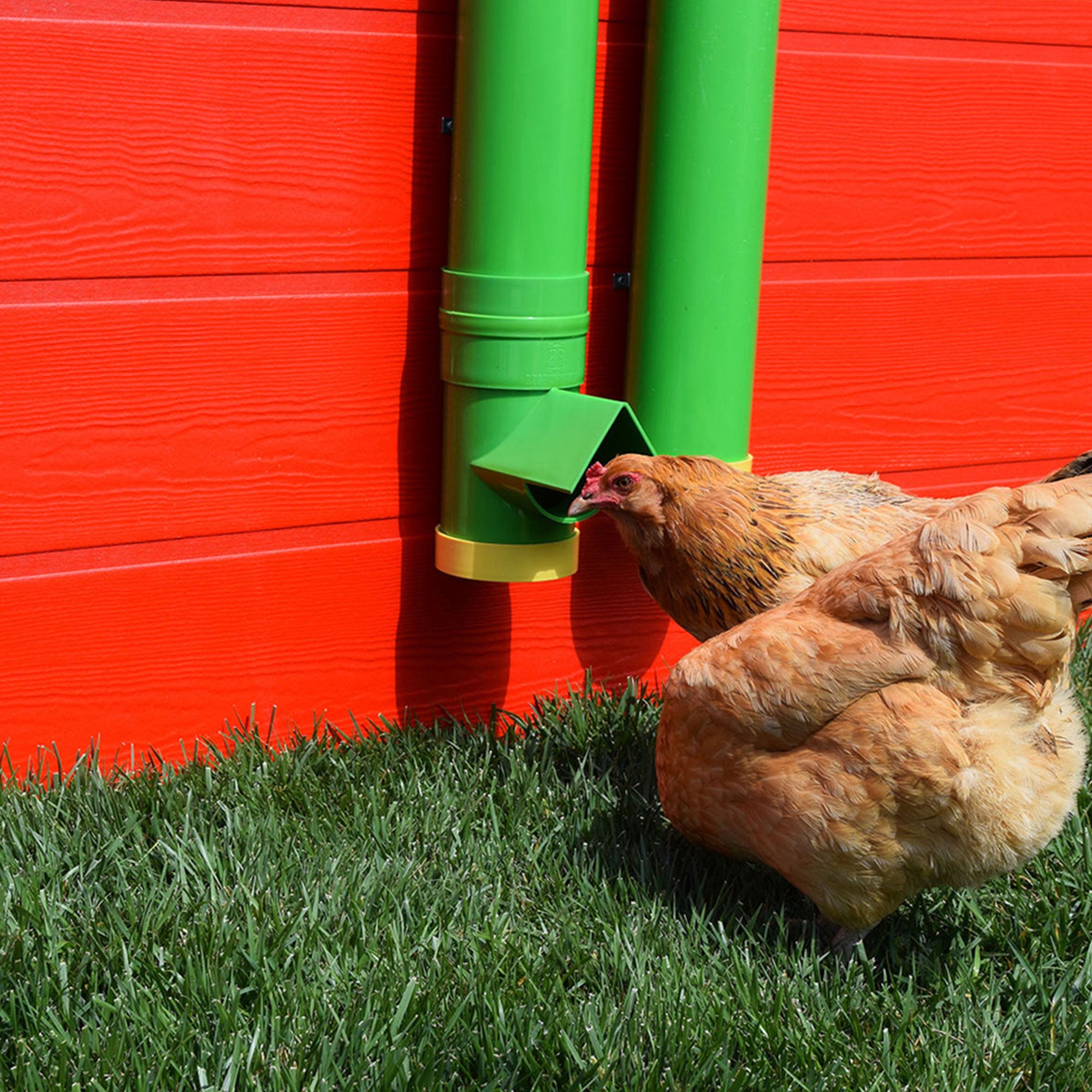 Rugged Ranch High End Hen Elevated 2 Gallon Poultry Waterer and 10 Pound Feeder