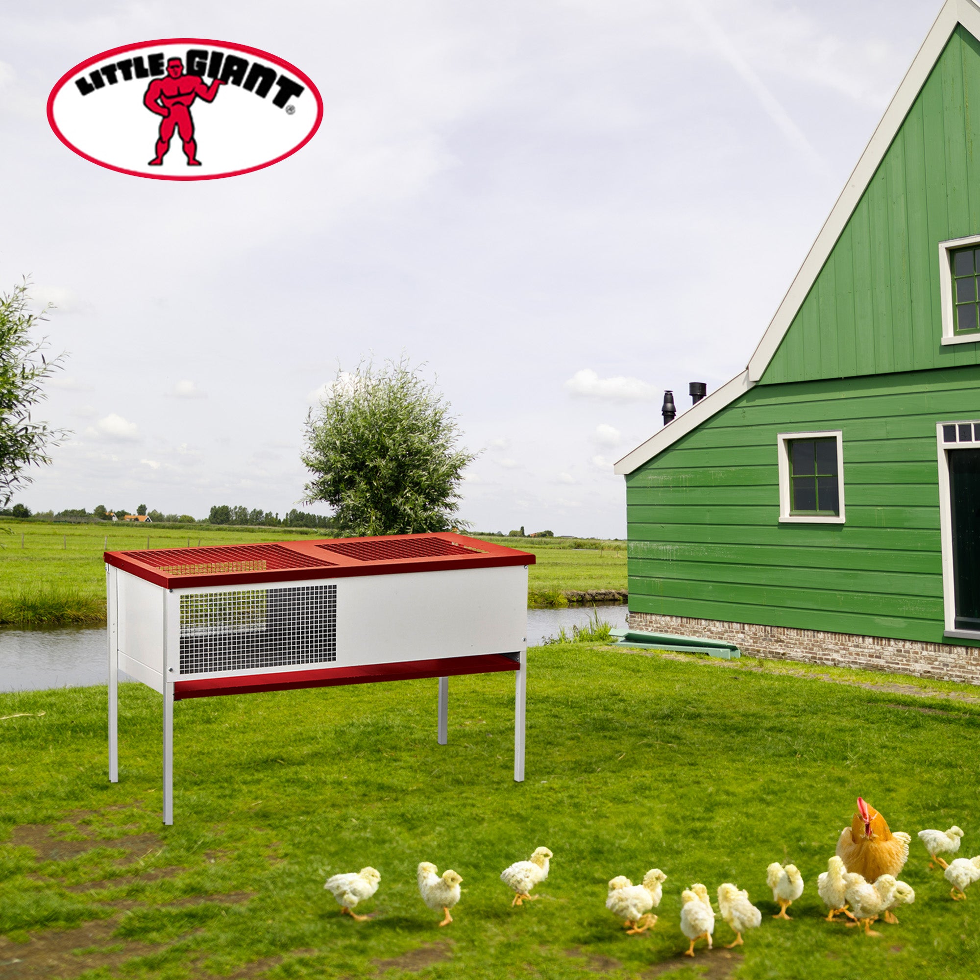 Little Giant Galvanized Steel Chick Brooder Box Enclosure with Litter Drop Pan - VMInnovations