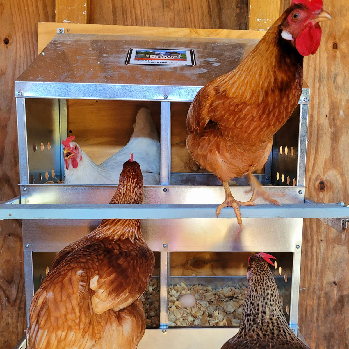 Brower 404B Galvanized Steel 4 Hole 20 Bird Nest Chicken Brooding Box (Used)