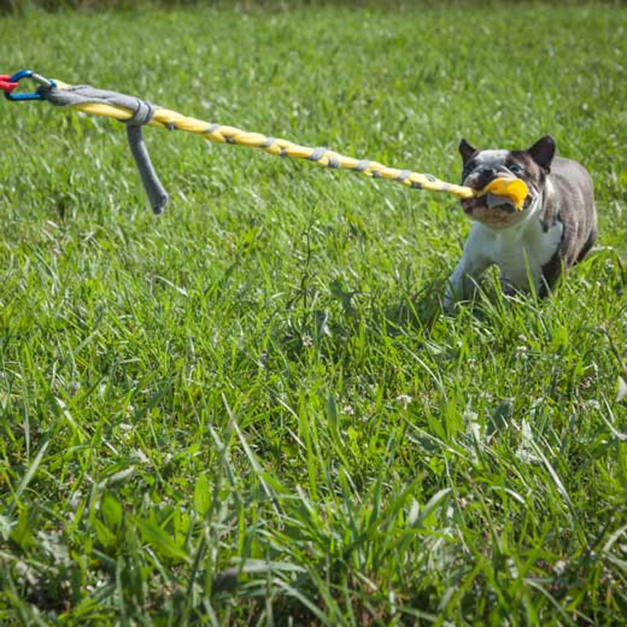 Tether Tug Interactive Indoor Outdoor Pole Rope Toy for Small Dogs Under 35 lbs