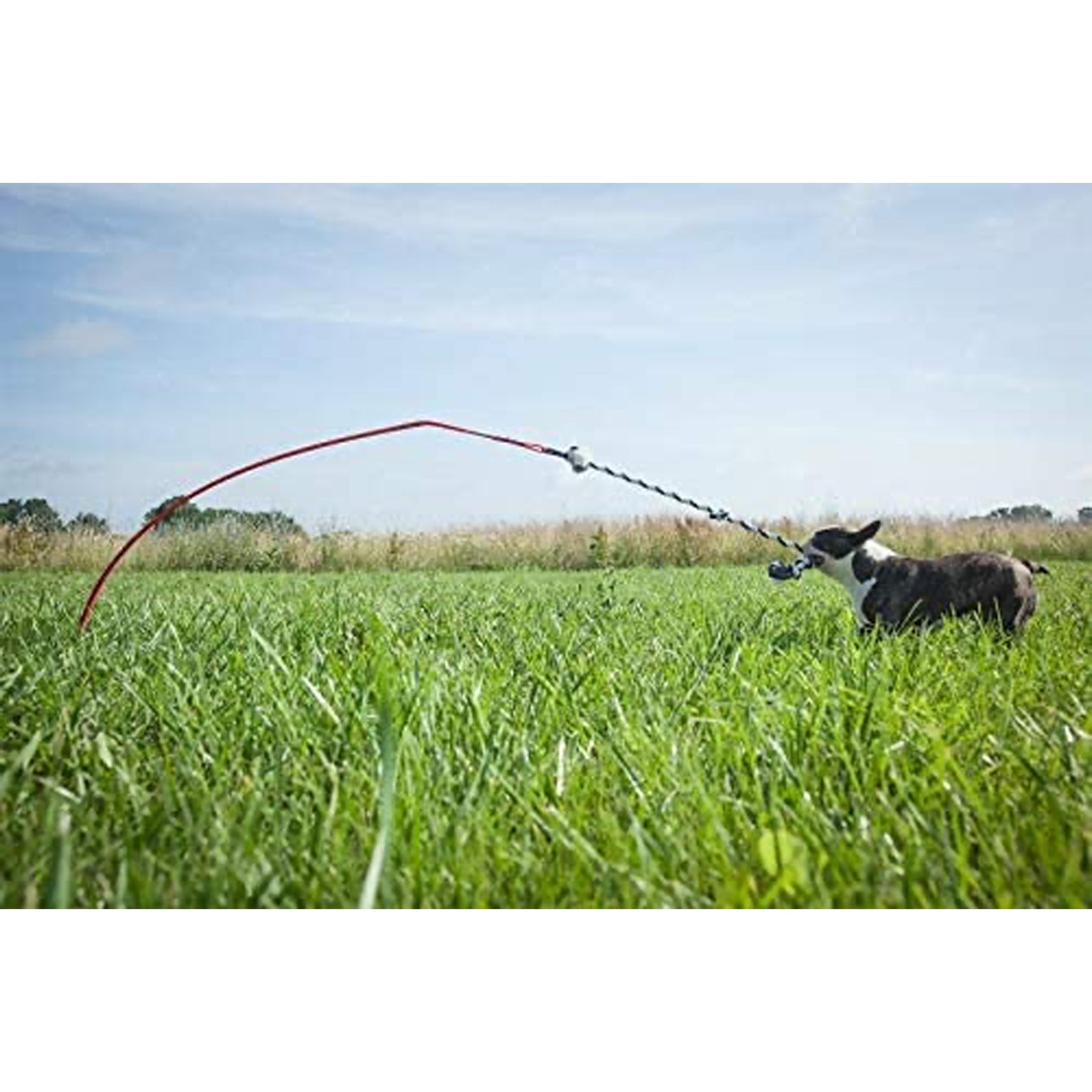 Tether Tug Interactive Indoor Outdoor Pole Rope Toy for Small Dogs Under 35 lbs