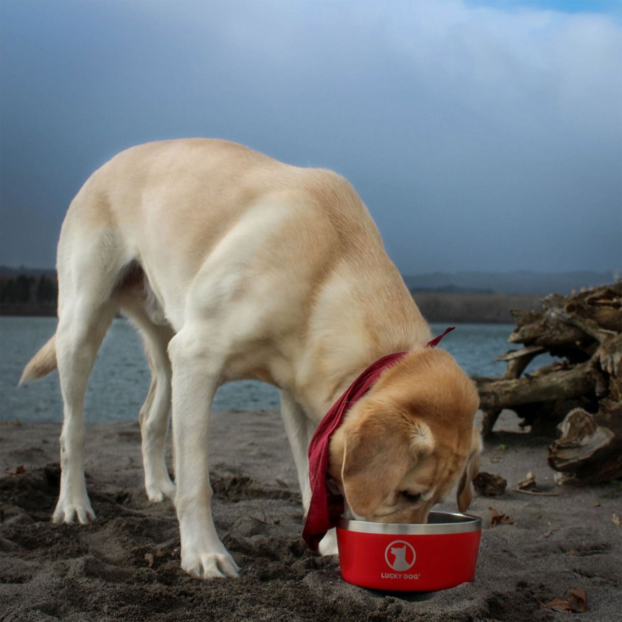 Lucky Dog INDULGE Double Wall Stainless Steel Dog Bowl, 5 Cup, 40 Ounce, Red