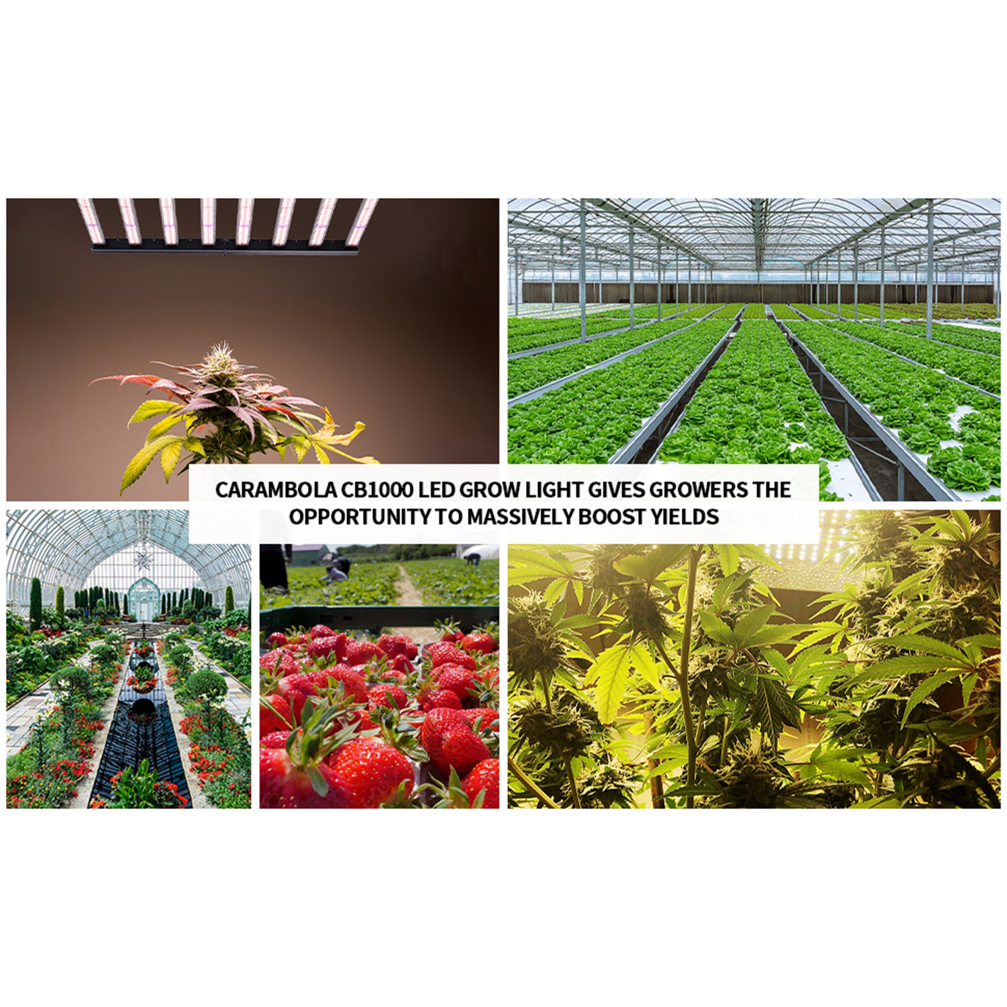 Carambola CB1000 47x43" CO2 Pro 1,000 W Broad Spectrum Growing Light (Open Box) - VMInnovations