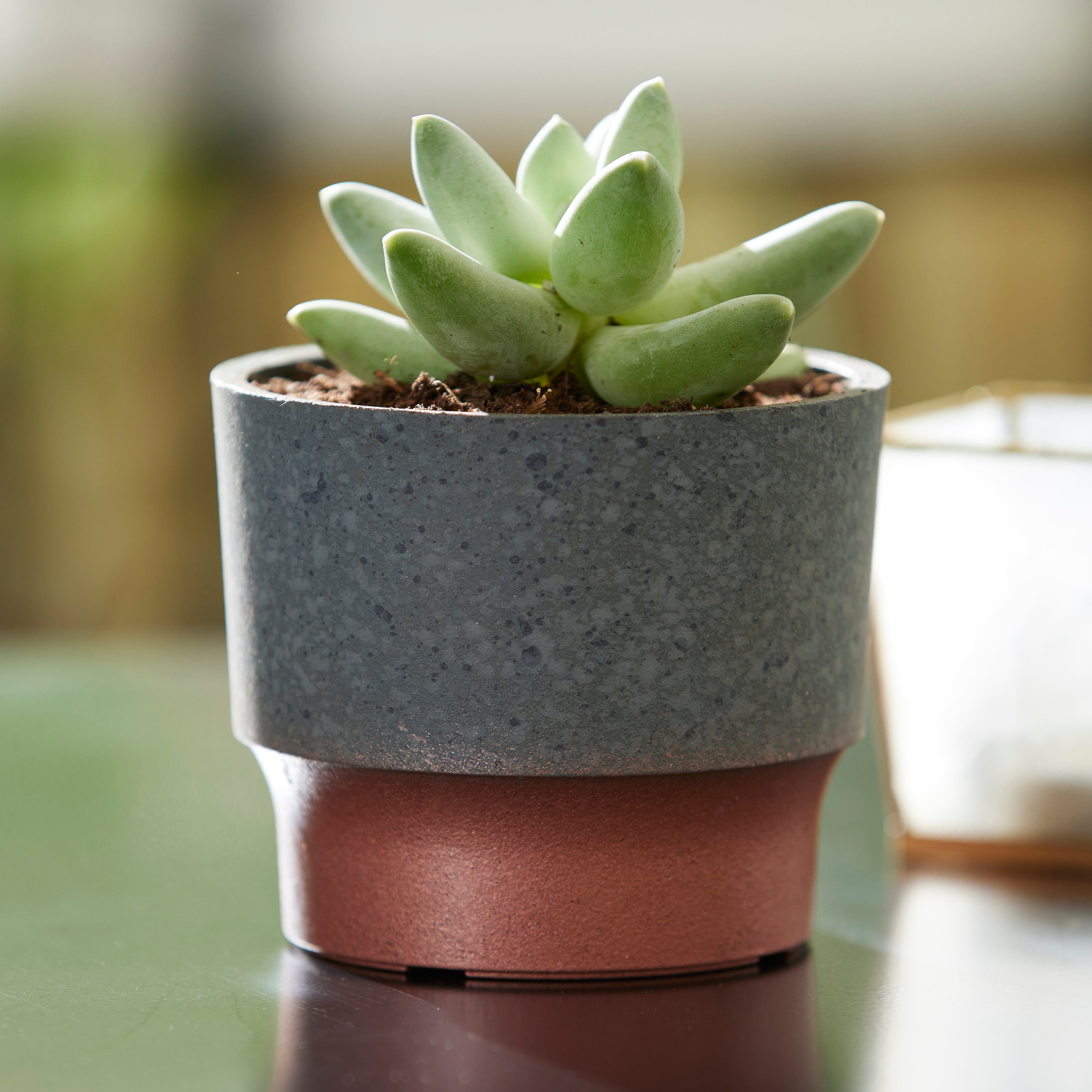 3" Sprite Indoor Succulent Planter Pot, Faux Concrete Copper (Open Box) - VMInnovations