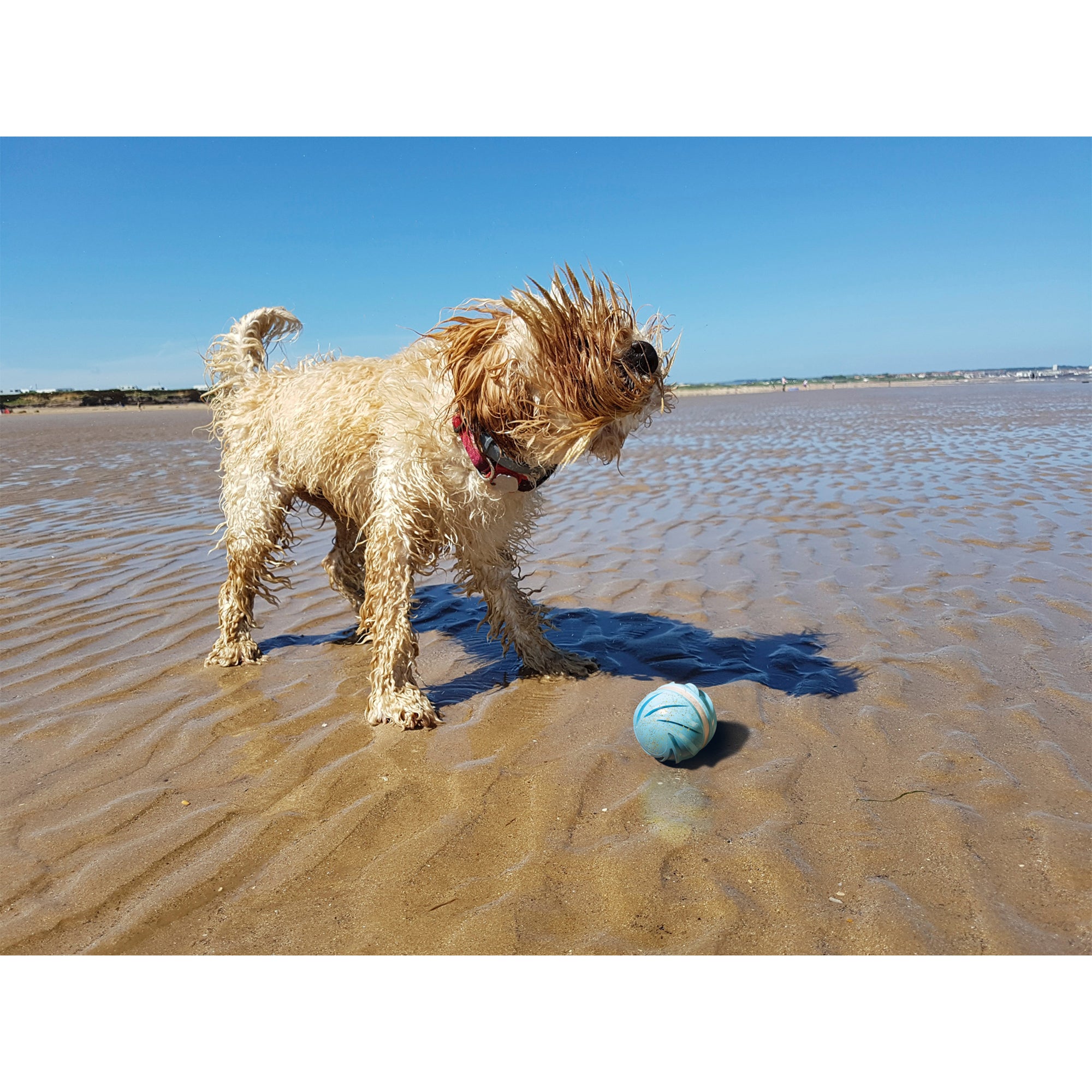Cheerble Wicked Cyclone Indoor Outdoor Automatic Interactive Dog Toy Ball, Blue - VMInnovations