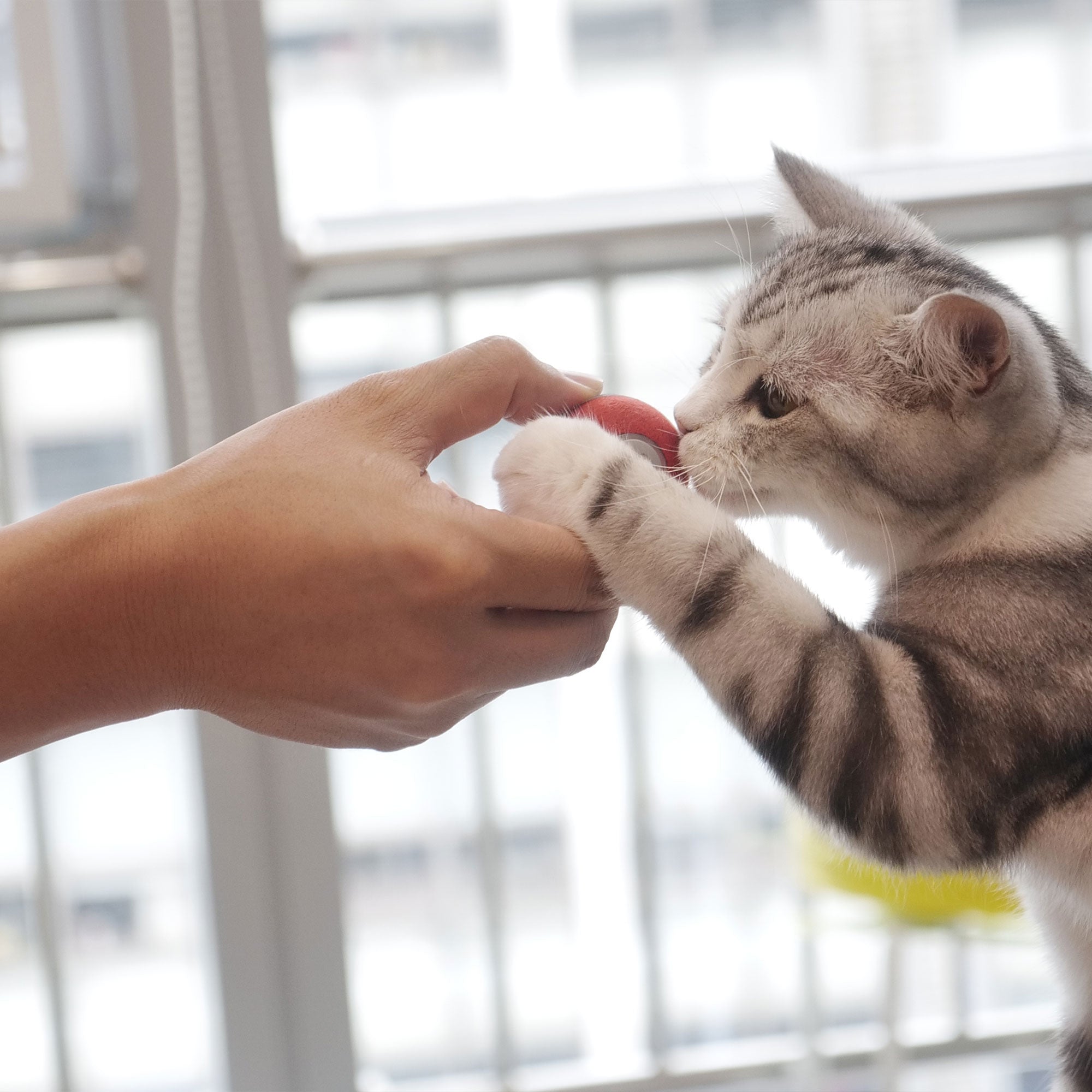 Cheerble Automatic Propelling 3 Speed Interactive Pet Cat Ball (Open Box) - VMInnovations