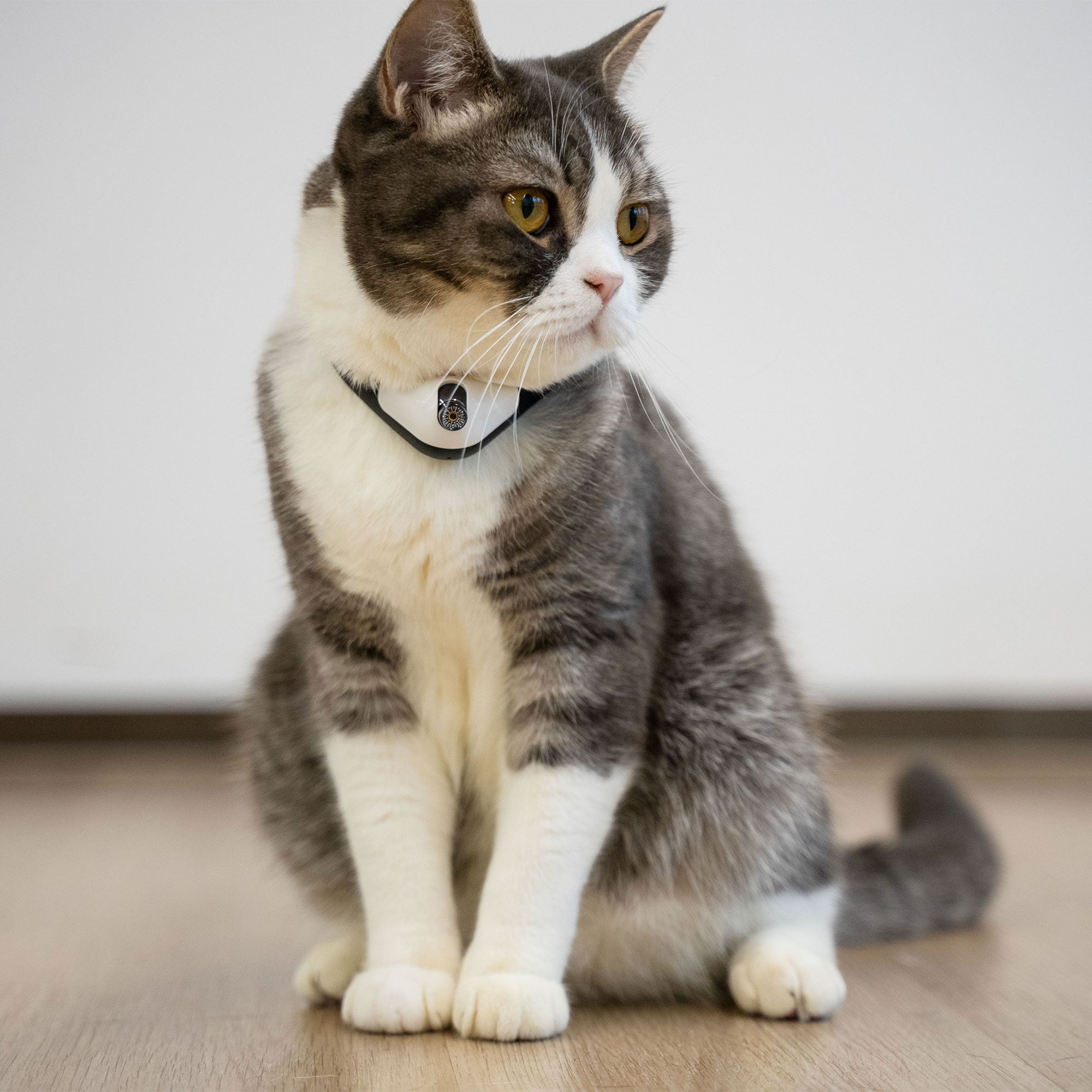 Cheerble KiTiDOT Amusing Collar Laser Cat Toy with Rechargeable Battery (Used)