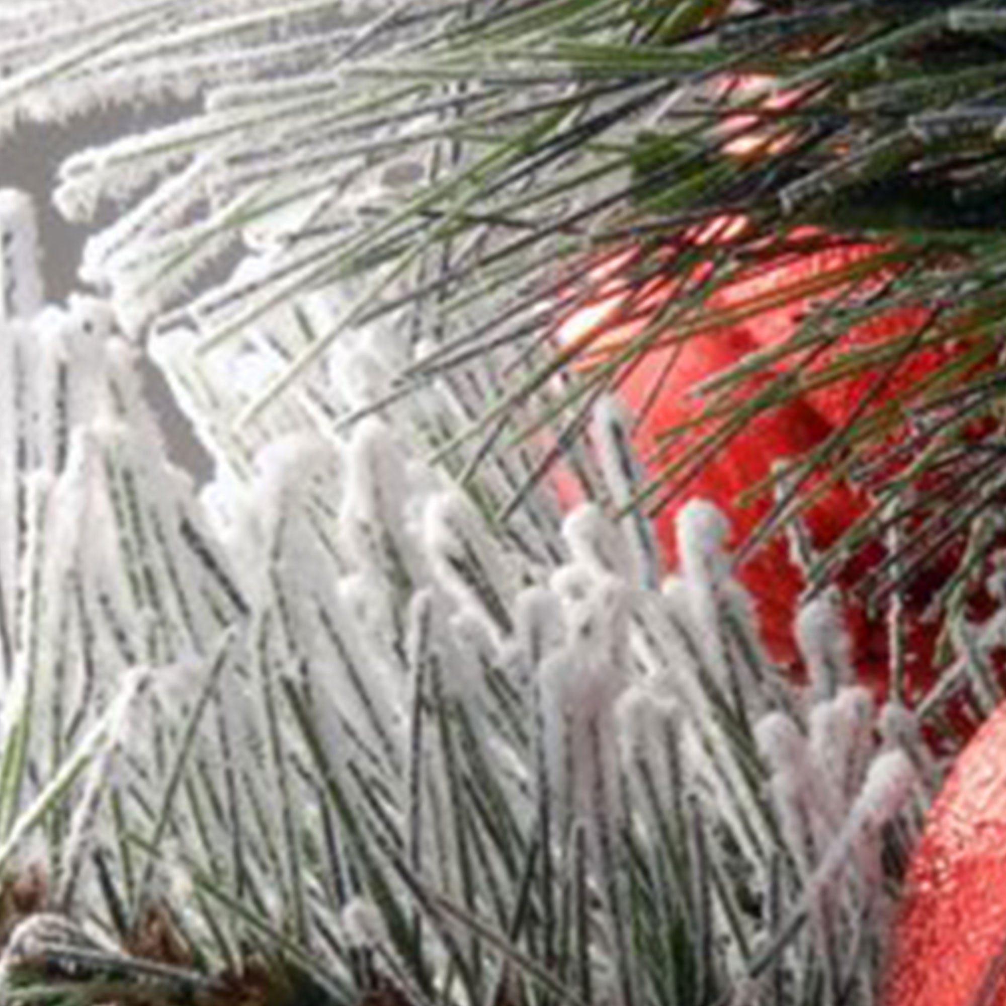 National Tree Company Snowy Bristle Pine 9' Pre-Lit Garland, Lights, & Ornaments