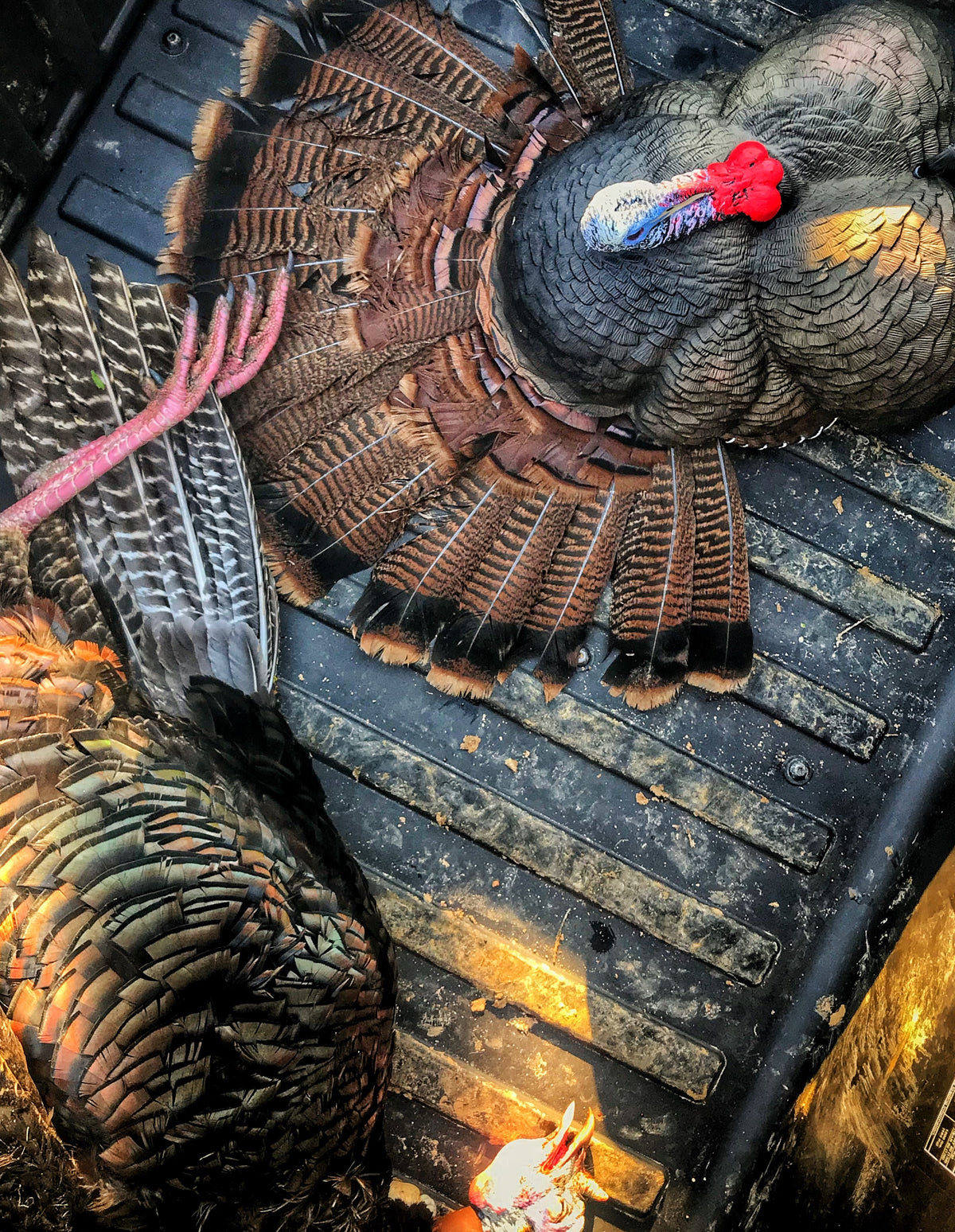 Flextone FLXDY316 Thunder Creeper Scaled Portable Strutting Turkey Hunting Decoy