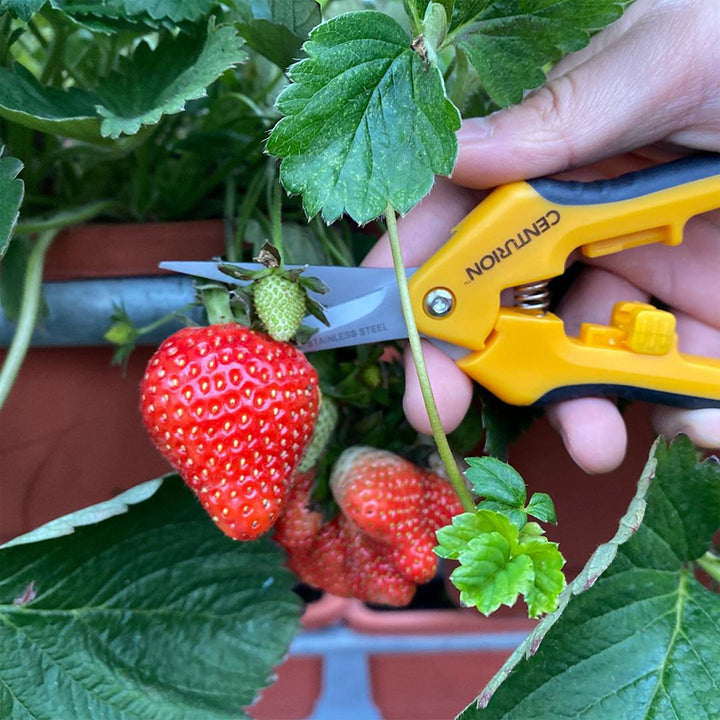 CENTURION Stainless Precision Snip Curved/Straight Pruning & Trimming Shear Set - VMInnovations