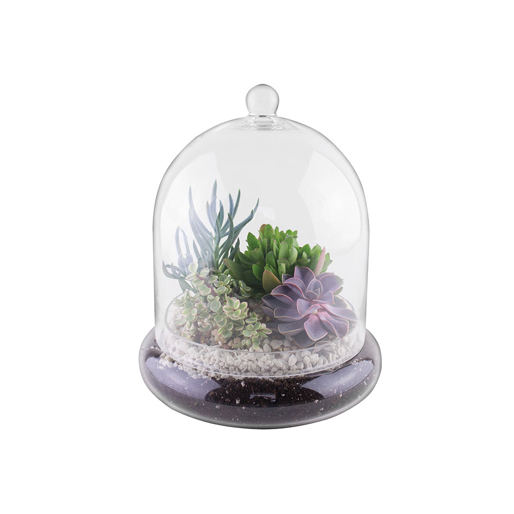 Syndicate Home Gardens Glass Terrarium Cloche with Built In Air Holes (Open Box)