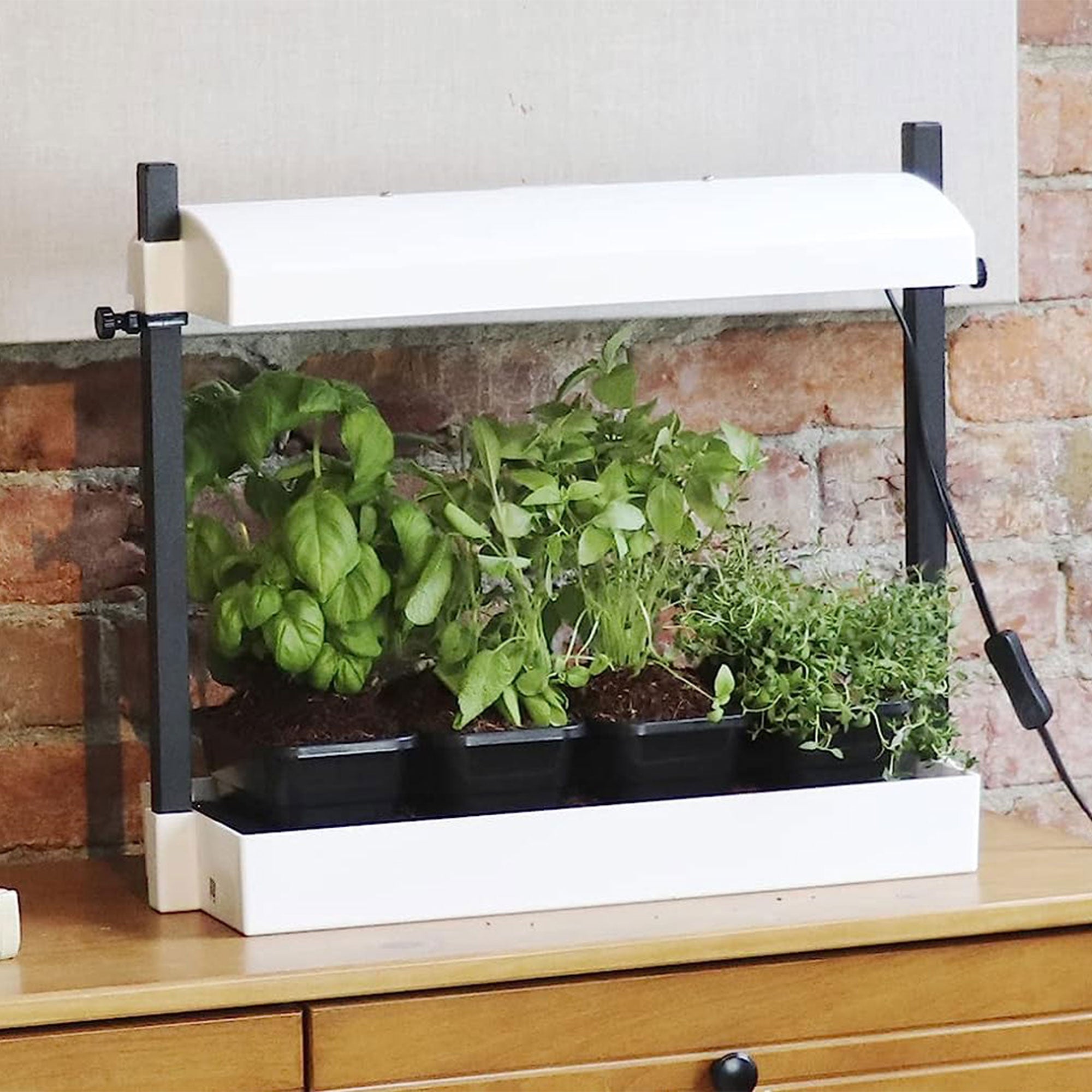 SunBlaster Light Garden + GAIA GREEN Plant Food + Roots Organics Formula 707