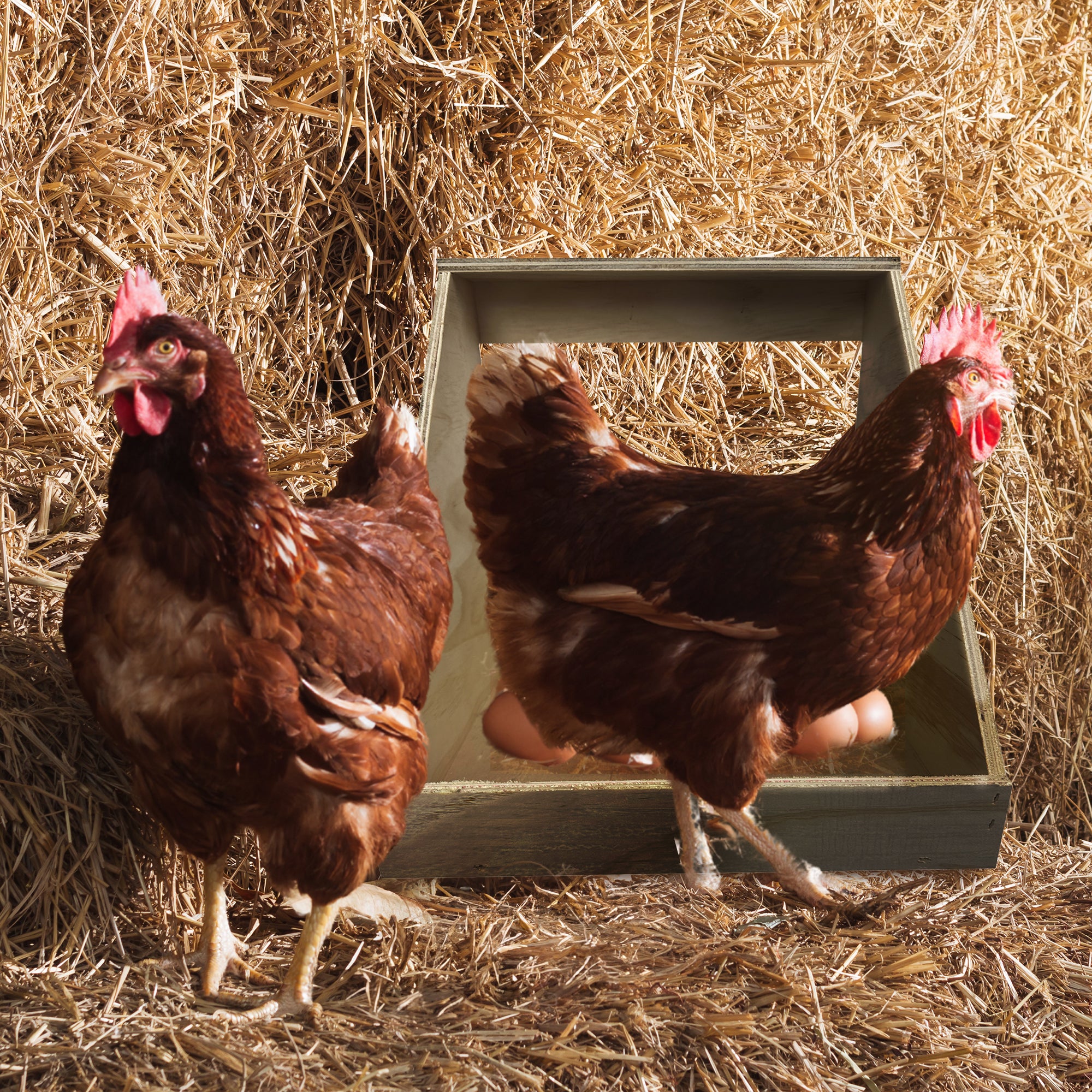 Farm Innovators Single Compartment Wood Nesting Box for Chickens, Ducks & Birds - VMInnovations