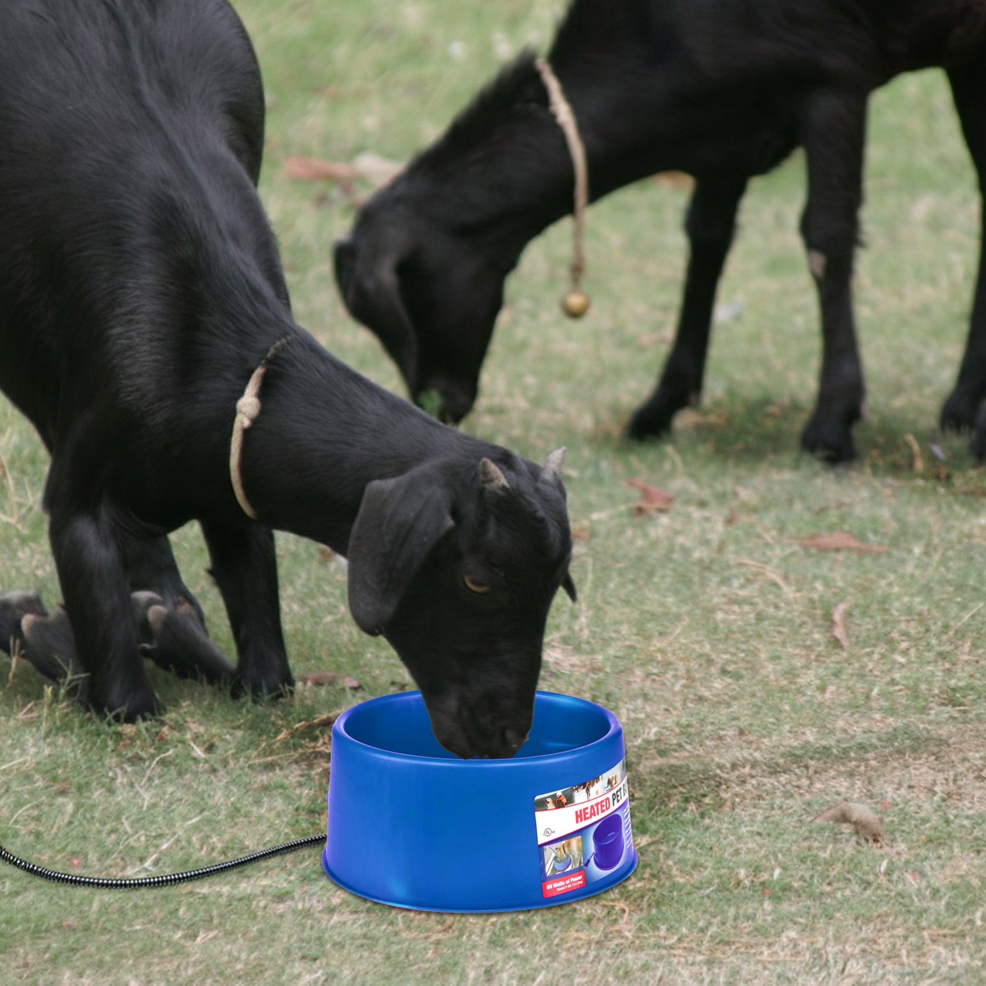 Farm Innovators 60 Watt Plastic Heated Pet Dog & Cat Water Bowl, Blue (Open Box)