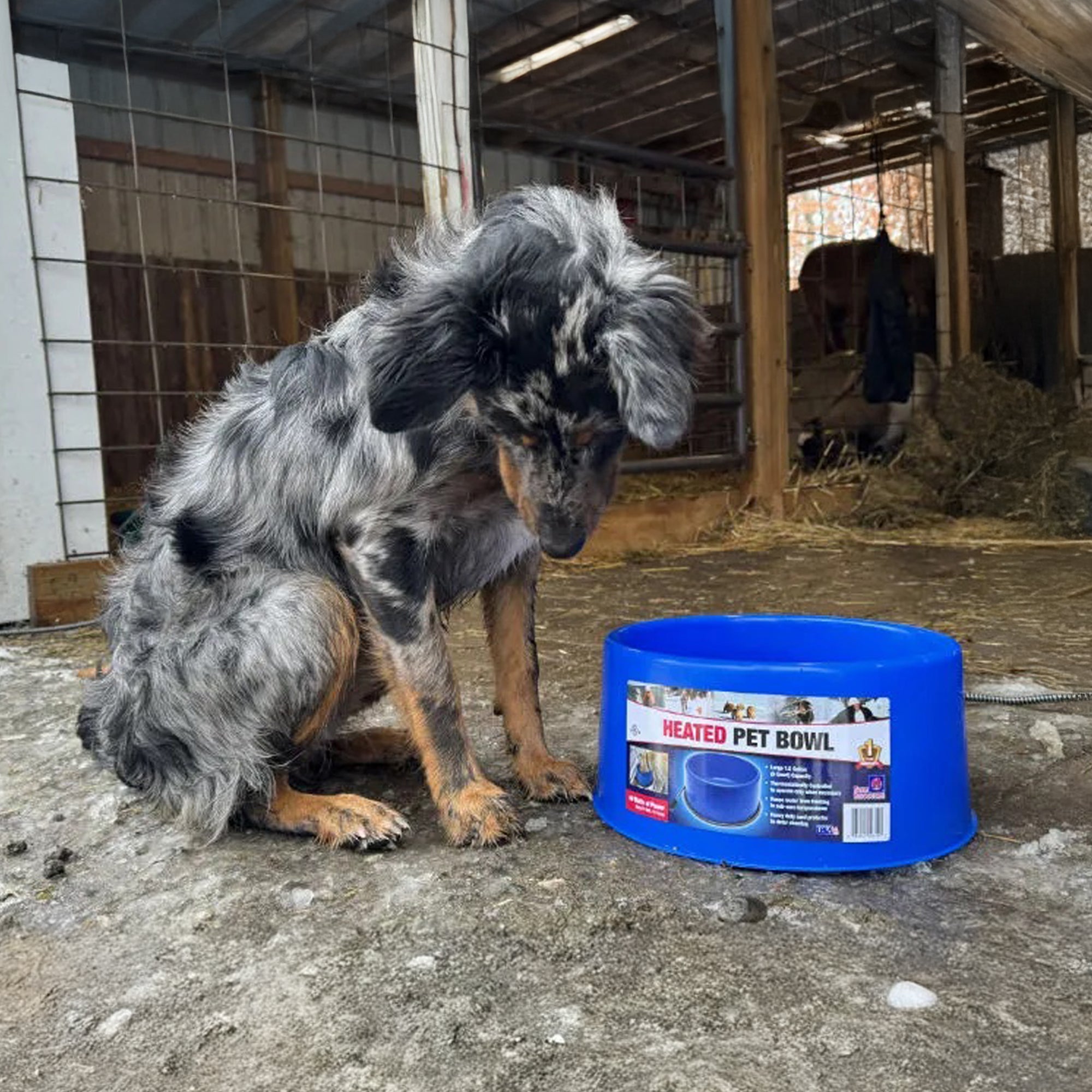 Farm Innovators 60 Watt Premium Plastic Heated Pet Dog and Cat Water Bowl, Blue - VMInnovations