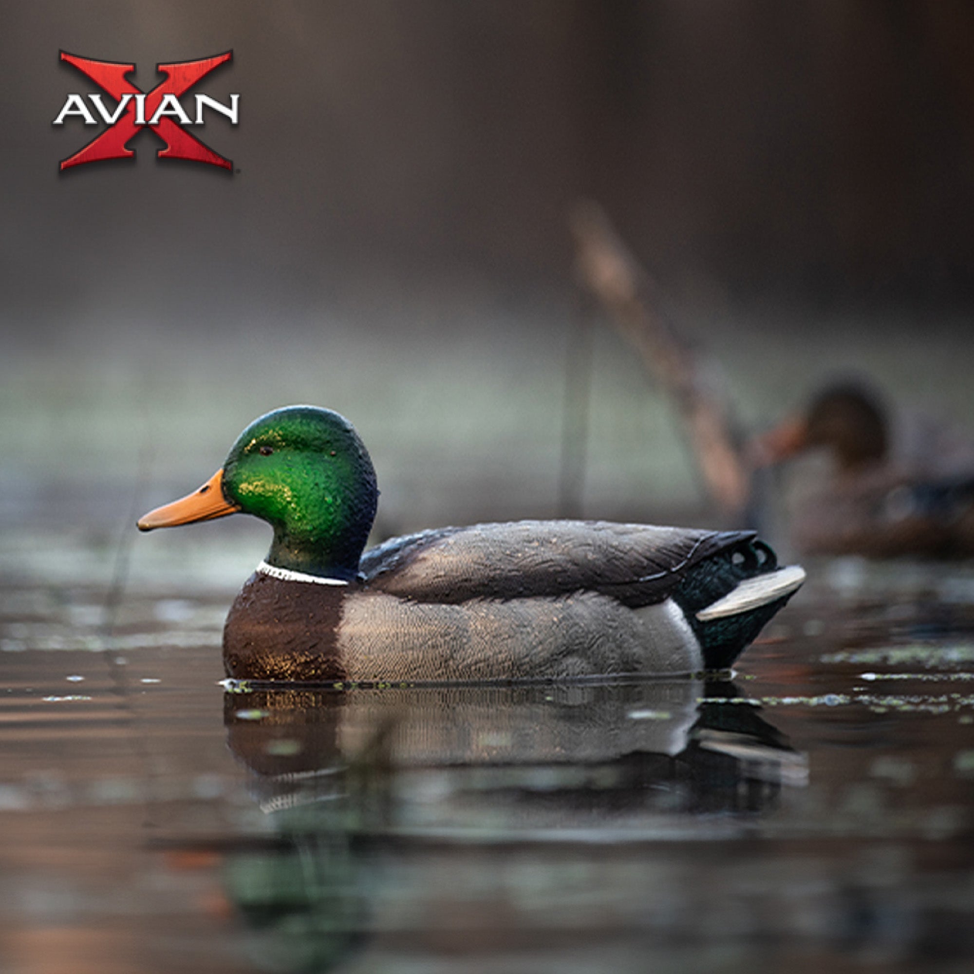 Avian X Topflight Realistic Floating Fusion Mallard Decoy Set, 6 Pack (Open Box) - VMInnovations