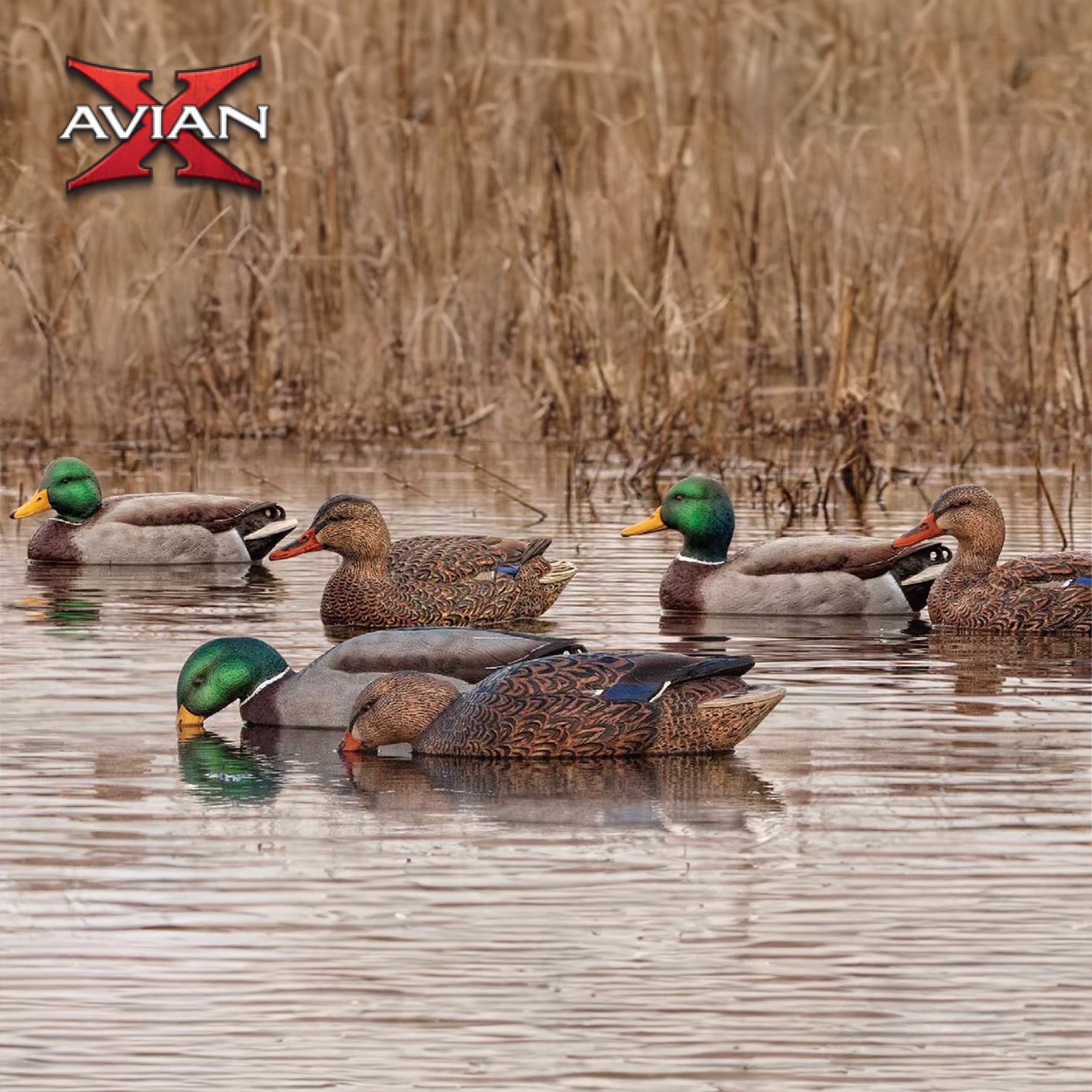 Avian X Topflight Realistic Floating Fusion Mallard Decoy Set, 6 Pack (Open Box) - VMInnovations