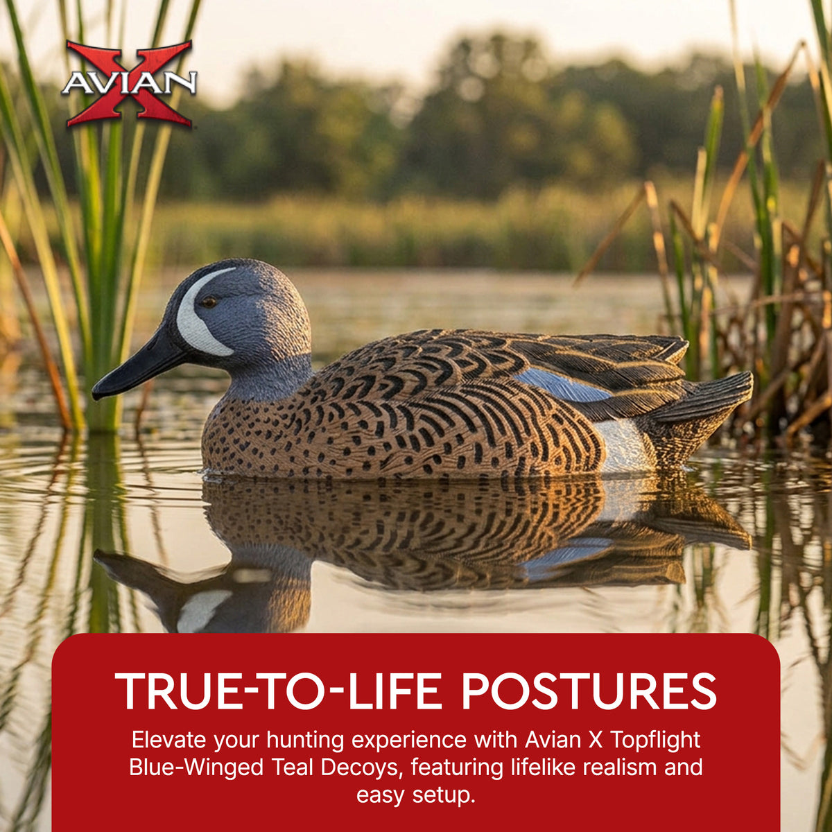Avian X Topflight Blue-Winged Teal Duck, Realistic Floating Outdoor Duck Decoys