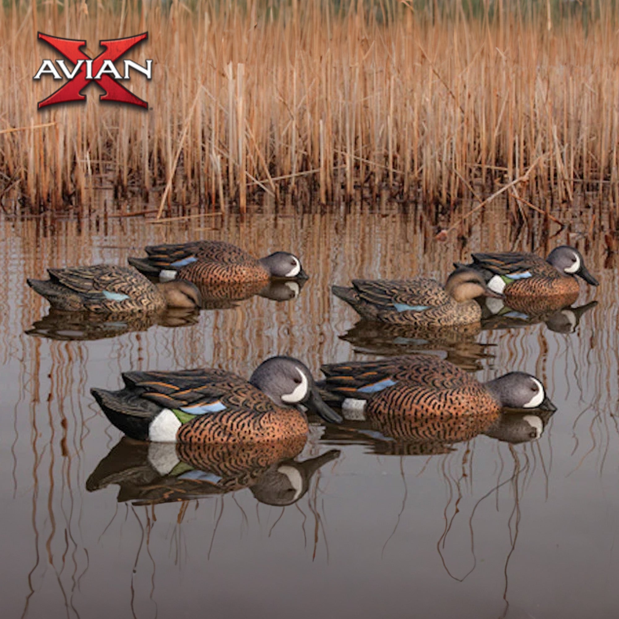 Avian X Topflight Blue-Winged Teal Duck, Realistic Floating Outdoor Duck Decoys