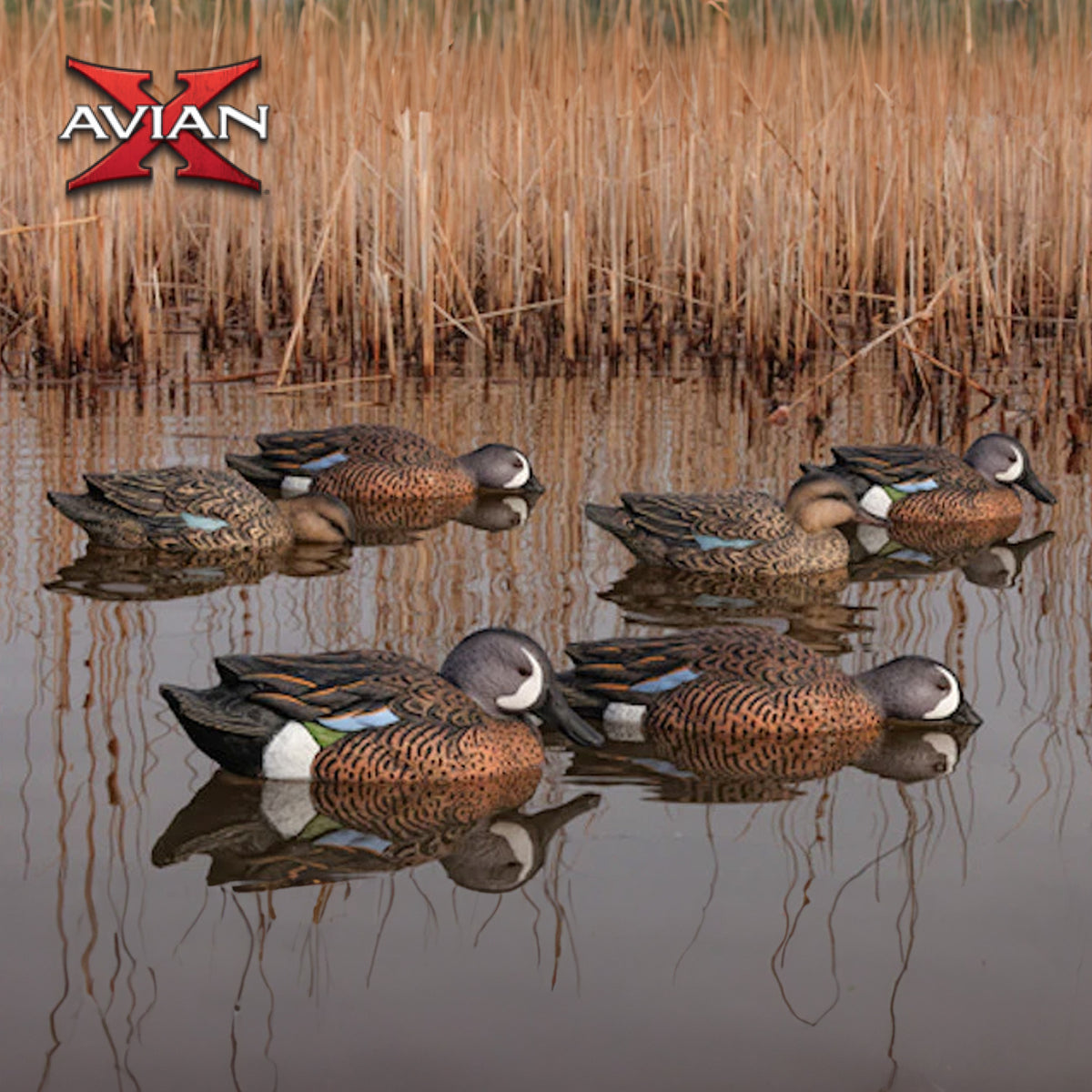 Avian X Topflight Blue-Winged Teal Duck, Realistic Floating Outdoor Duck Decoys