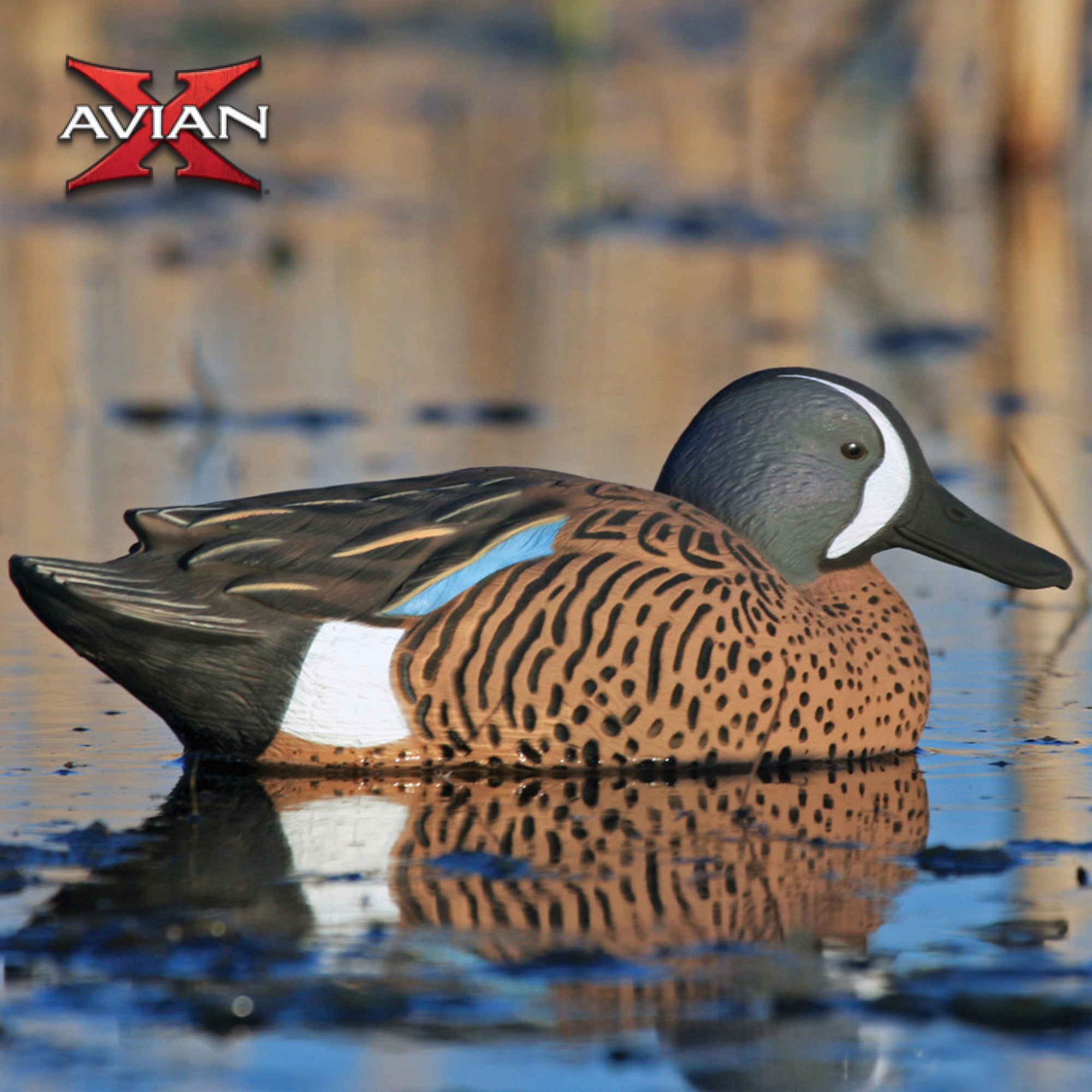 Avian X Topflight Blue-Winged Teal Duck, Realistic Floating Outdoor Duck Decoys