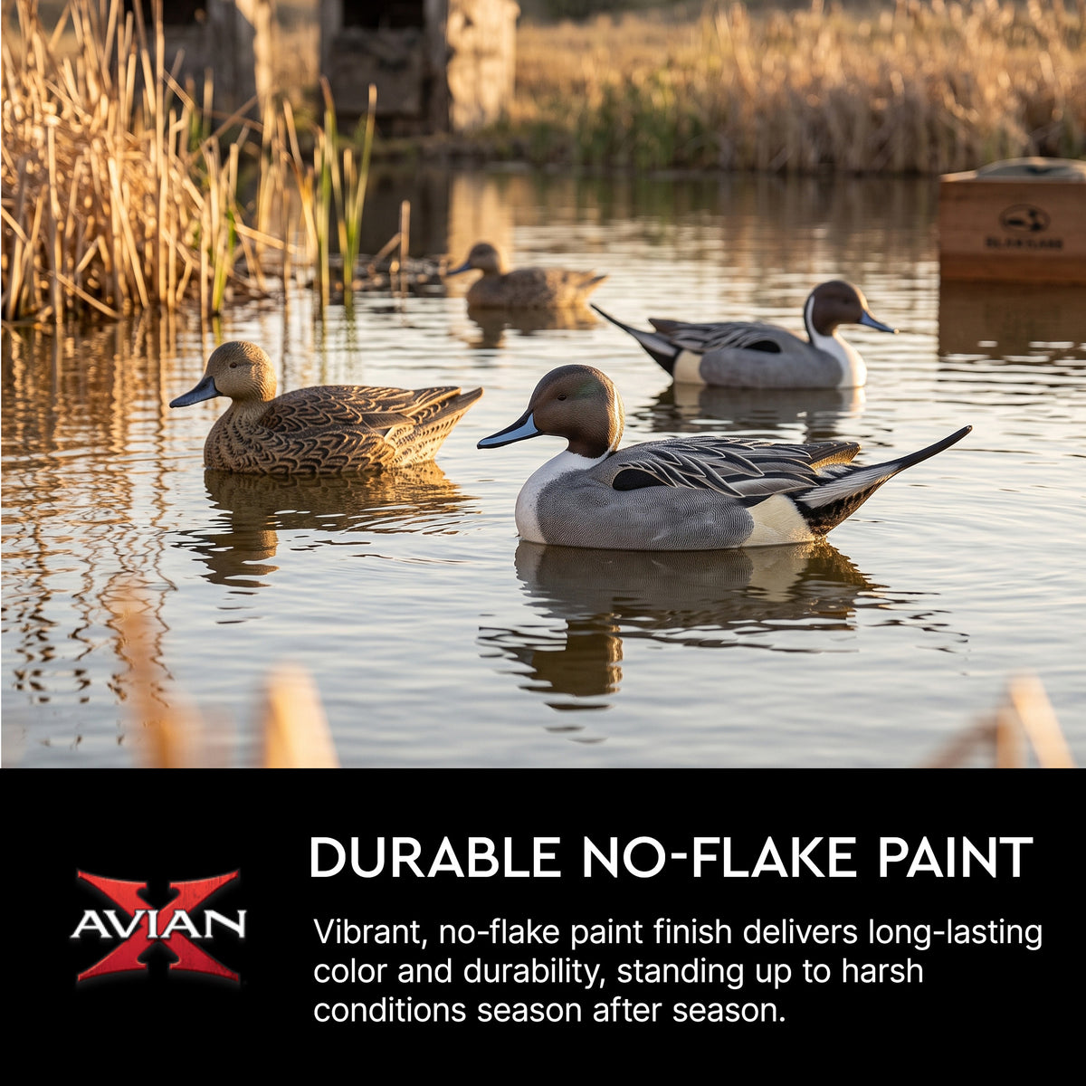 Avian X Topflight Pintails, Realistic Floating Decoys, Set of 6, Multicolor