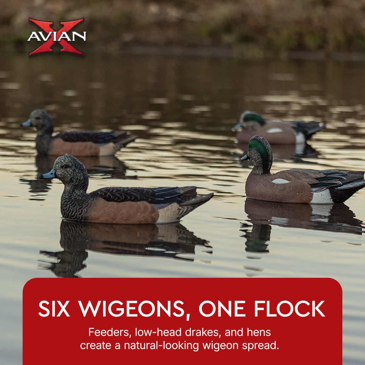 Avian X Topflight Wigeons, Rugged Realistic Floating Decoys, 6 Pack, Multicolor
