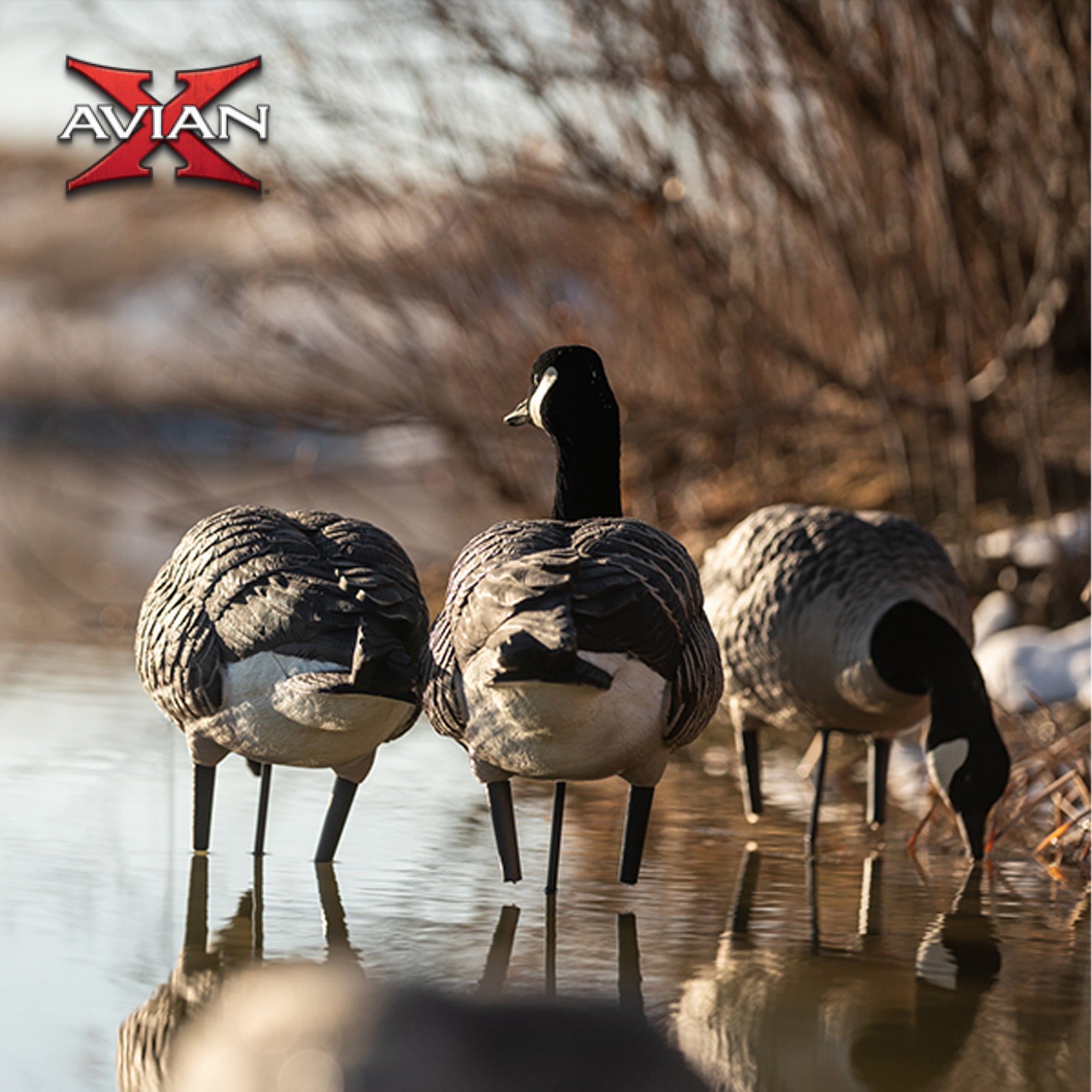Avian X AXP Honkers Full Body Realistic Paint Canada Goose Decoys Fusion Pack - VMInnovations