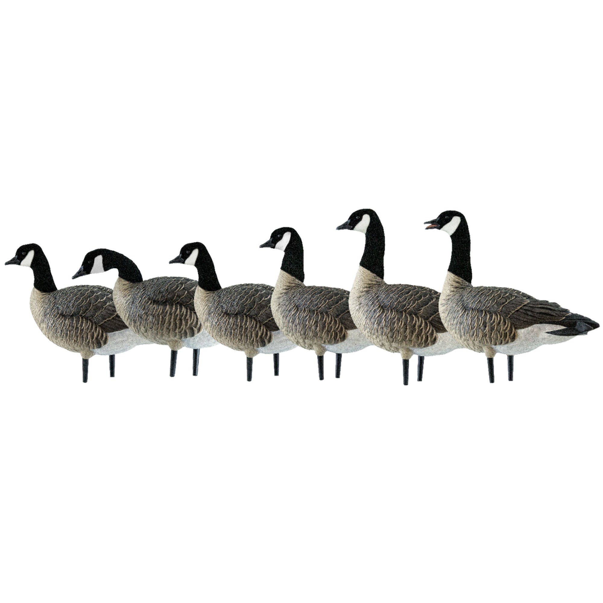 Avian X AXP Honkers Fusion Pack Lesser Canada Goose Decoys & Bag, Multi (Used) - VMInnovations