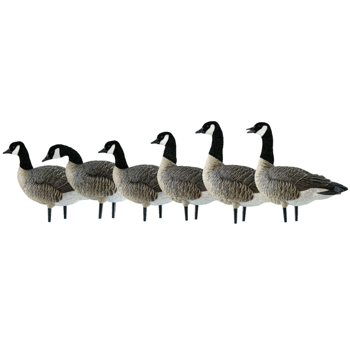 Avian X AXP Honkers Fusion Pack Lesser Canada Goose Decoys & Included Bag, Multi