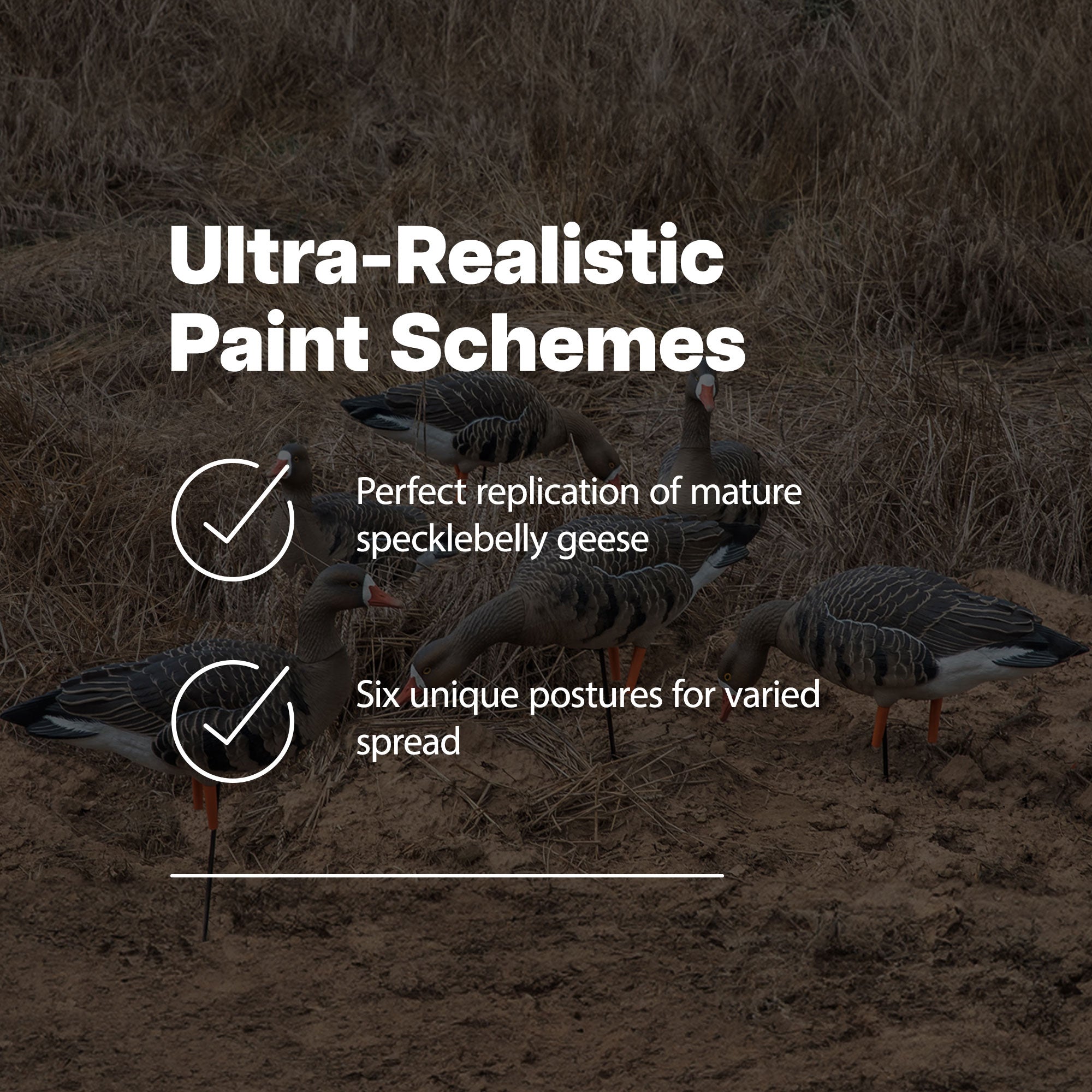 Avian X AXP Specklebelly Decoy Fusion Pack with Lasting Finish and Bag, 6 Pack - VMInnovations