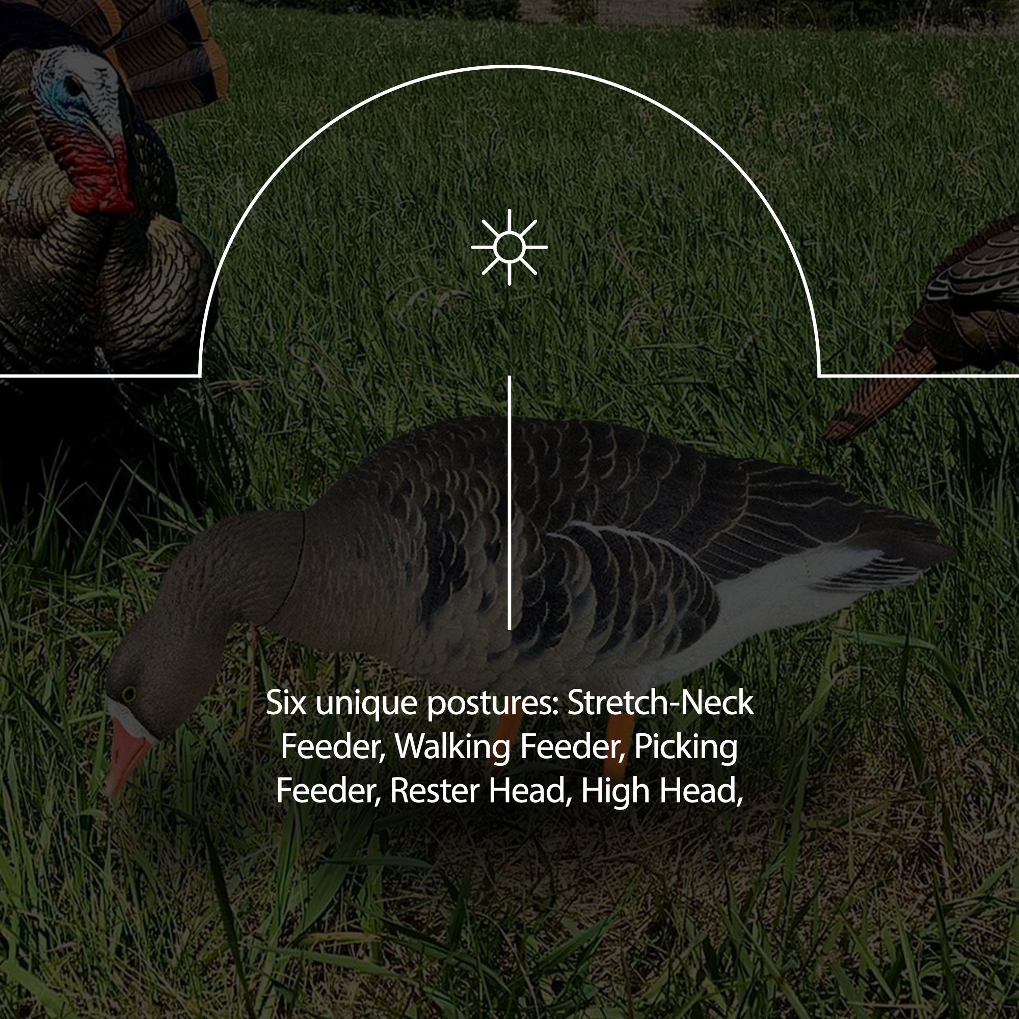 Avian X AXP Specklebelly Decoy Fusion Pack with Lasting Finish and Bag, 6 Pack - VMInnovations