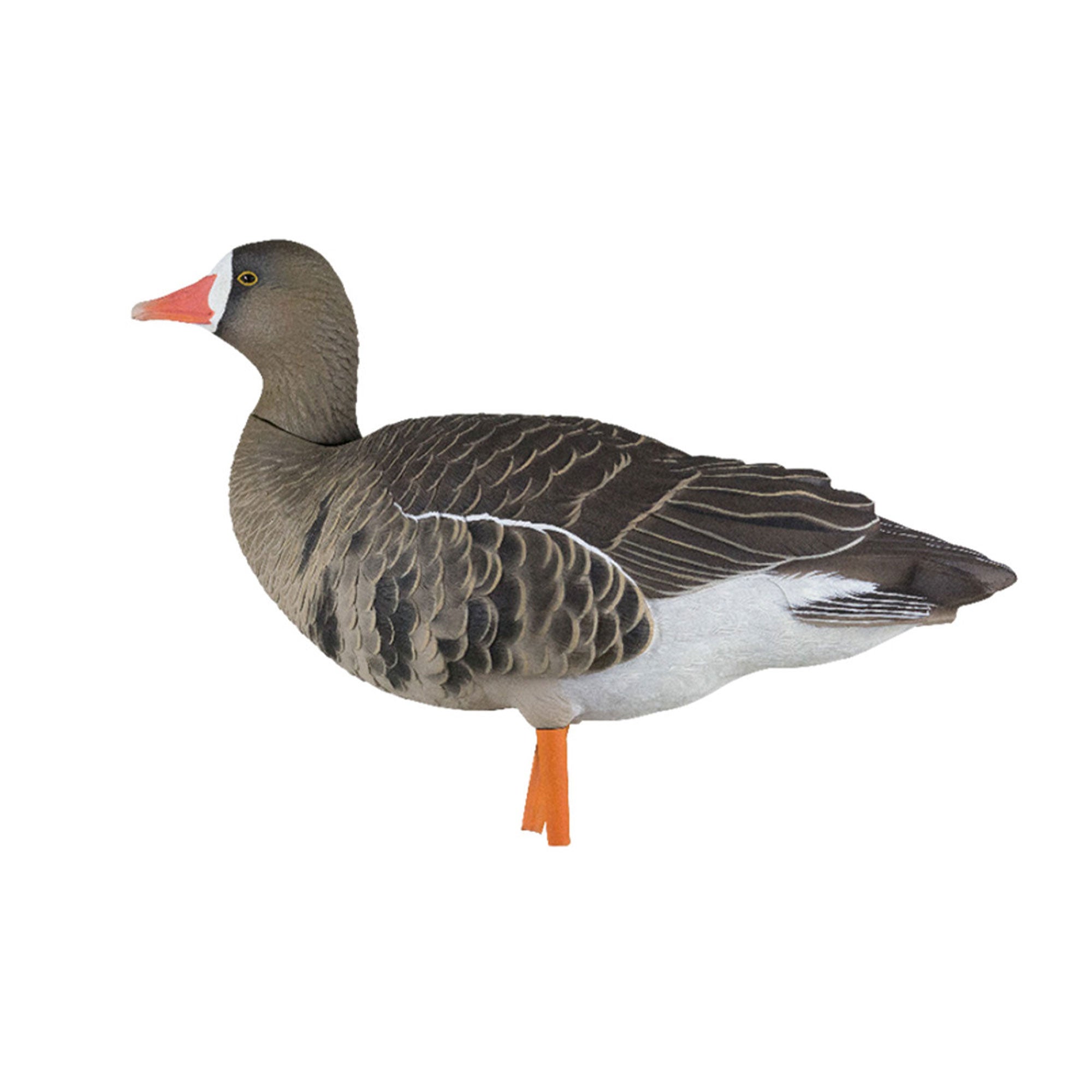 Avian X AXP Specklebelly Decoy Fusion Pack with Lasting Finish and Bag, 6 Pack - VMInnovations