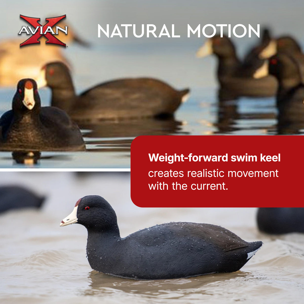 Avian X Top Flight Coot with Ultra Realistic Paint Scheme for Hunting, 6 Pack
