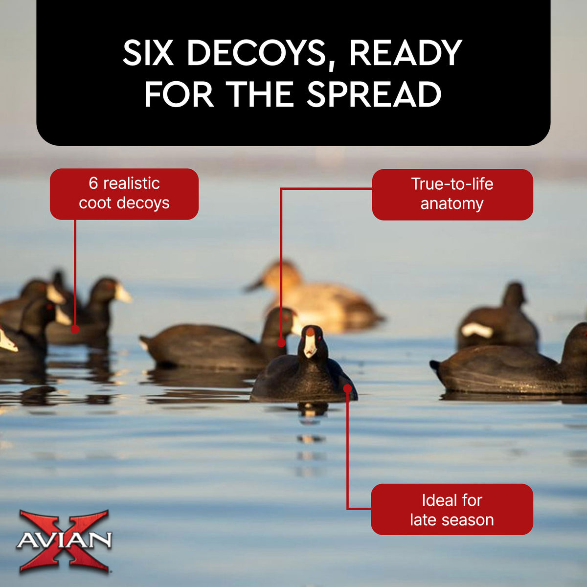 Avian X Top Flight Coot with Ultra Realistic Paint Scheme for Hunting, 6 Pack