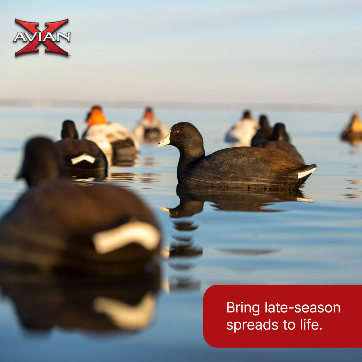 Avian X Top Flight Coot with Ultra Realistic Paint Scheme for Hunting, 6 Pack