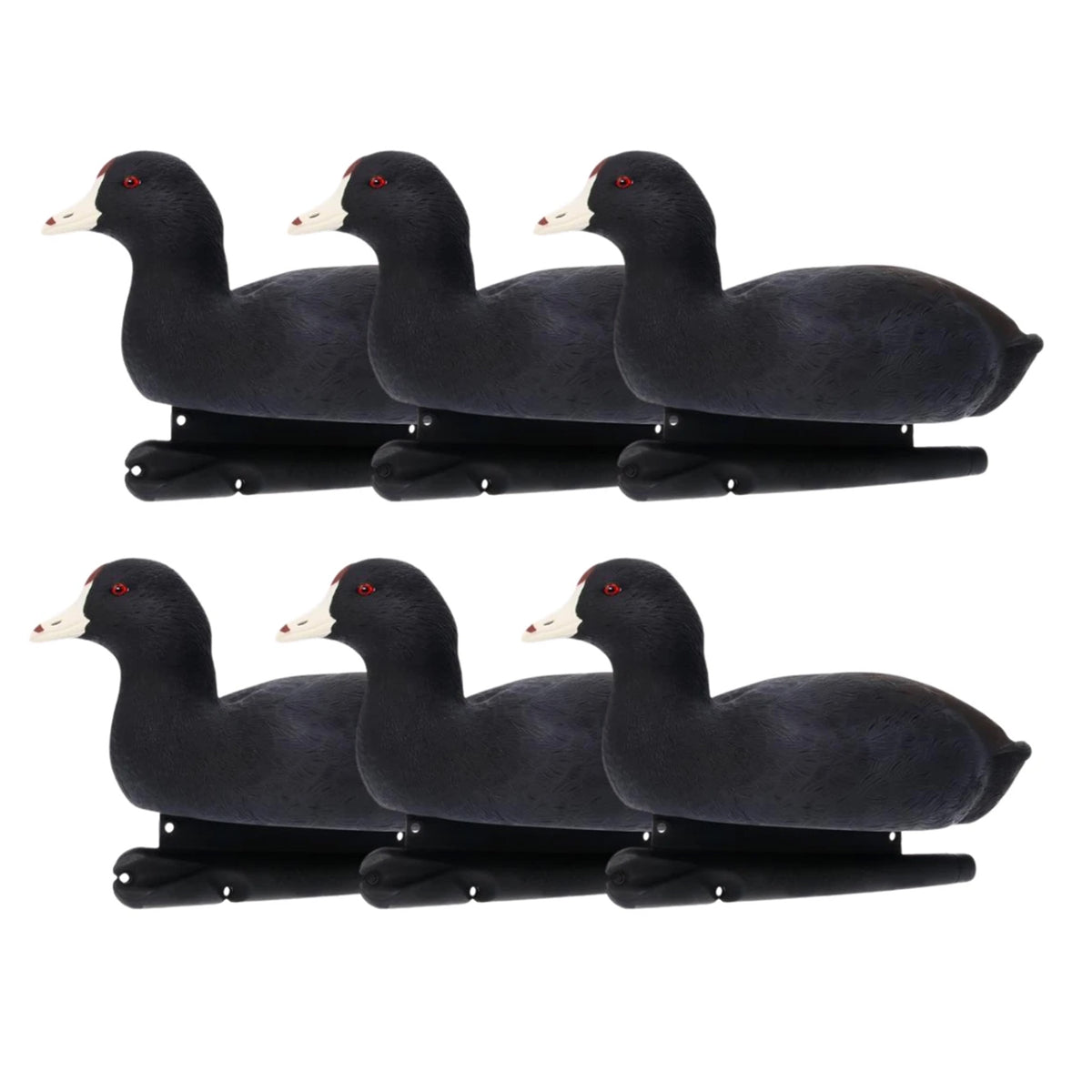 Avian X Top Flight Coot with Ultra Realistic Paint Scheme for Hunting, 6 Pack