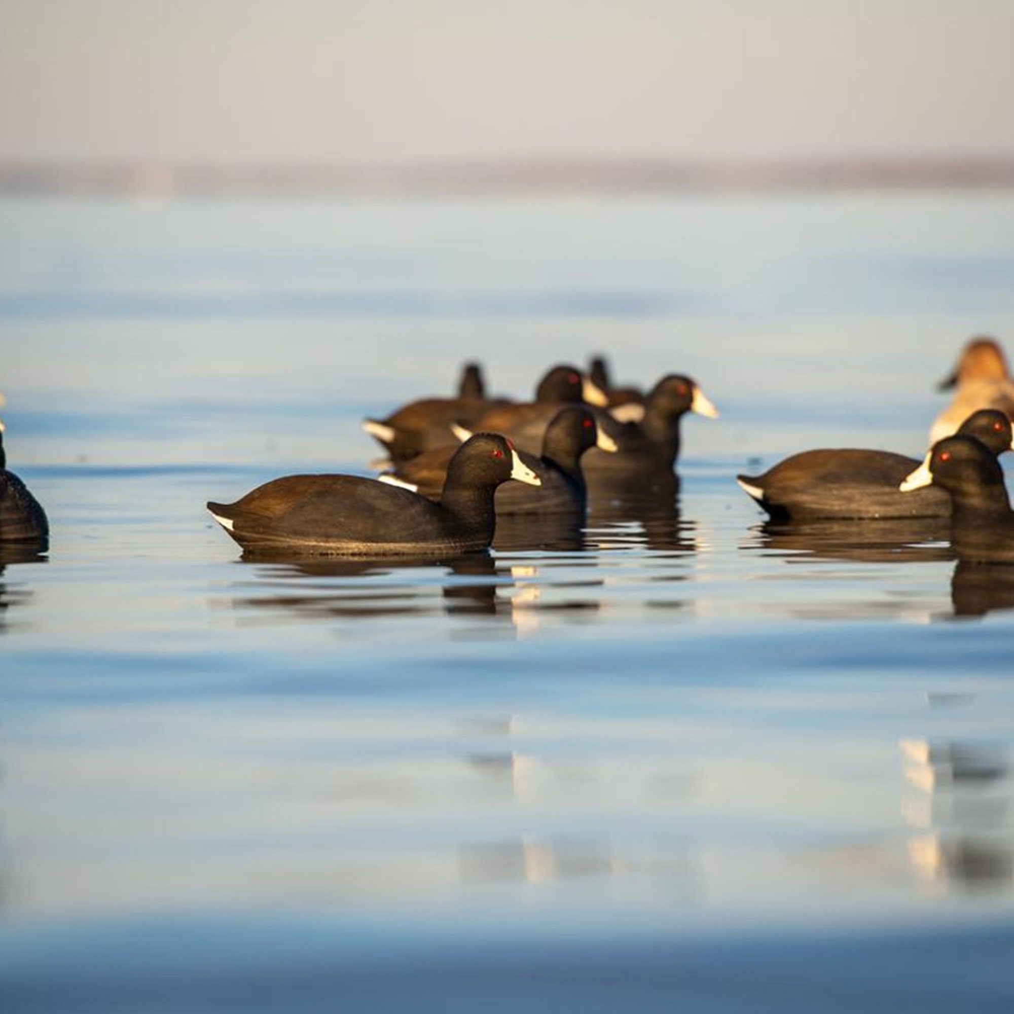 Avian X Top Flight Coot w/Ultra Realistic Paint Scheme, 6pk (Open Box) - VMInnovations