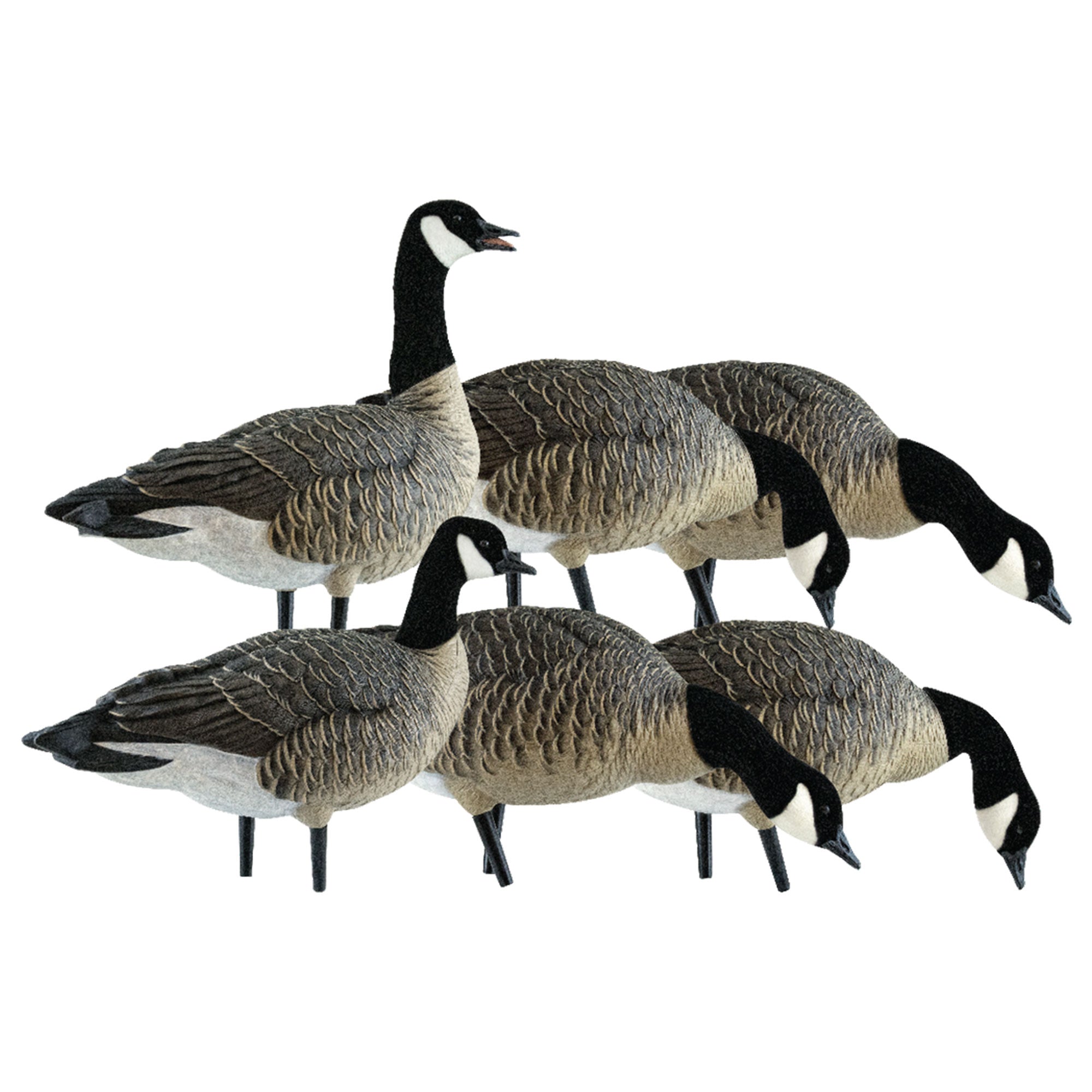 Avian X Lessers 6 Piece Fusion Realistic Goose Outdoor Hunting Decoy, 3 Pack