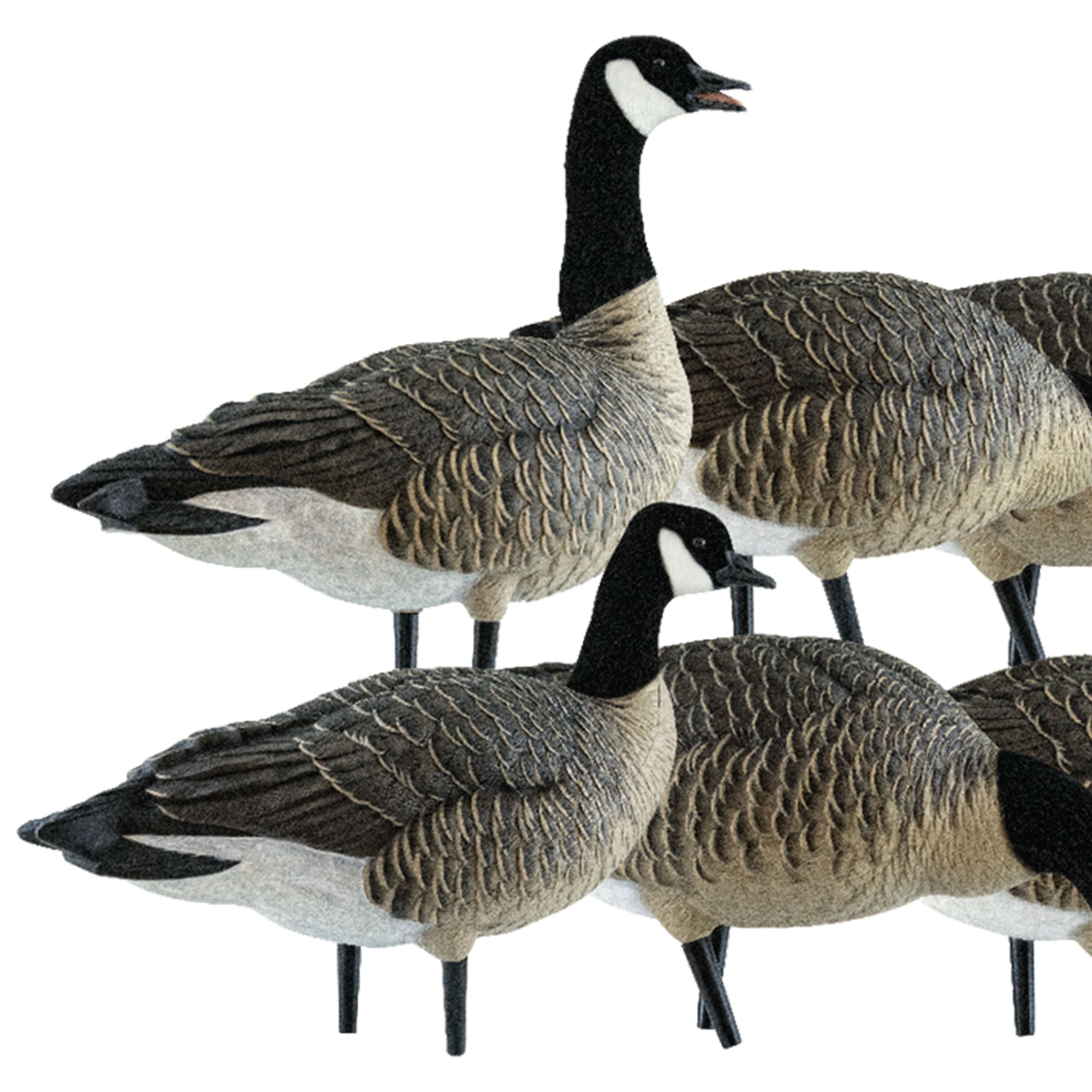 Avian X Lessers 6 Piece Fusion Realistic Goose Outdoor Hunting Decoy, 3 Pack