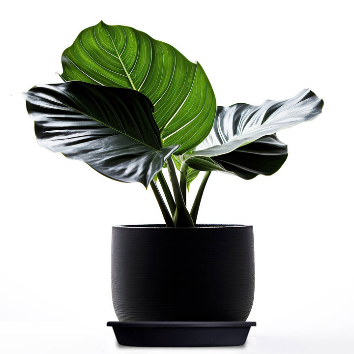 HC Companies Classic 21.13 Inch Round Saucer Tray for 24 Inch Plant Pot (6 Pack) - VMInnovations